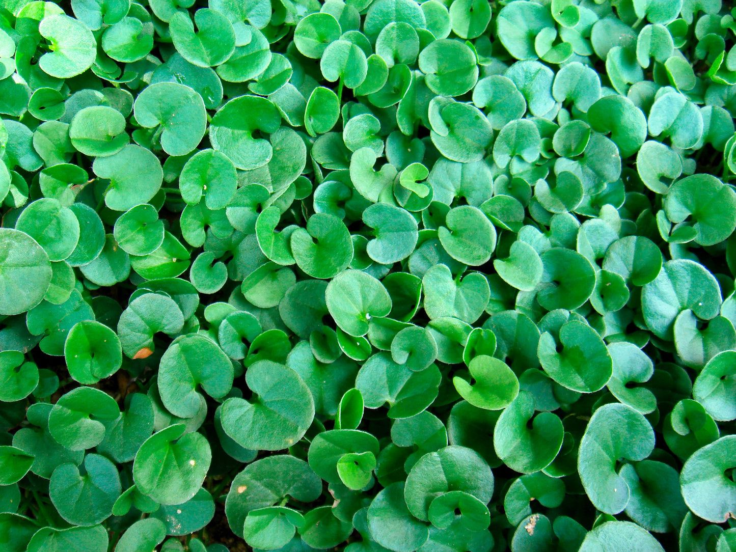 1000 DICHONDRA Repens aka Lawn Leaf Flower Evergreen Ground Cover Seeds