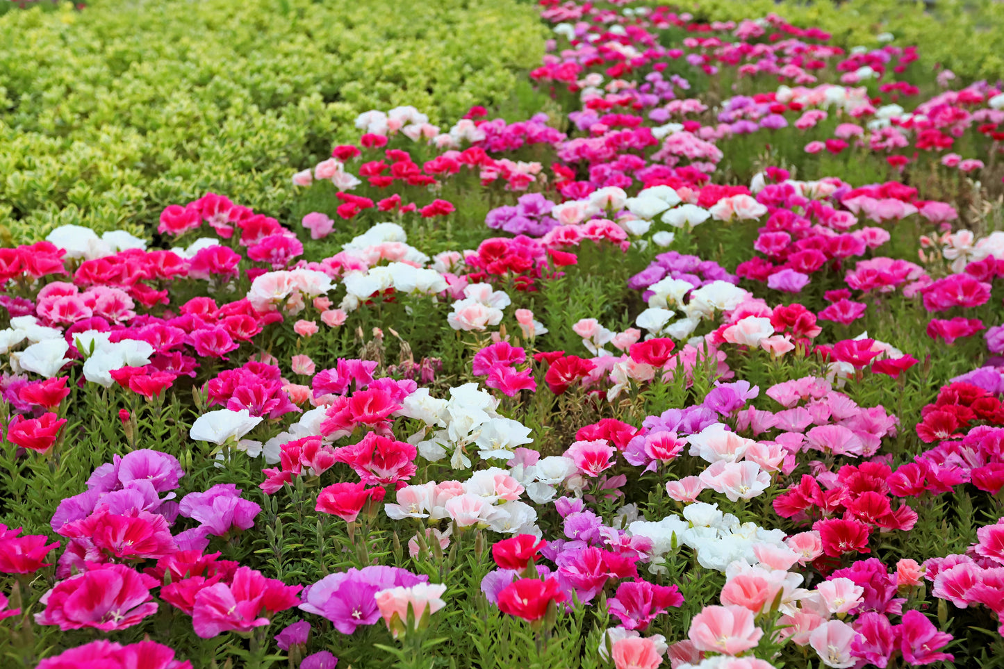 500 DOUBLE DEUCES GODETIA Grandiflora Clarkia Amoena Mixed Colors & Bicolor Flower Seeds