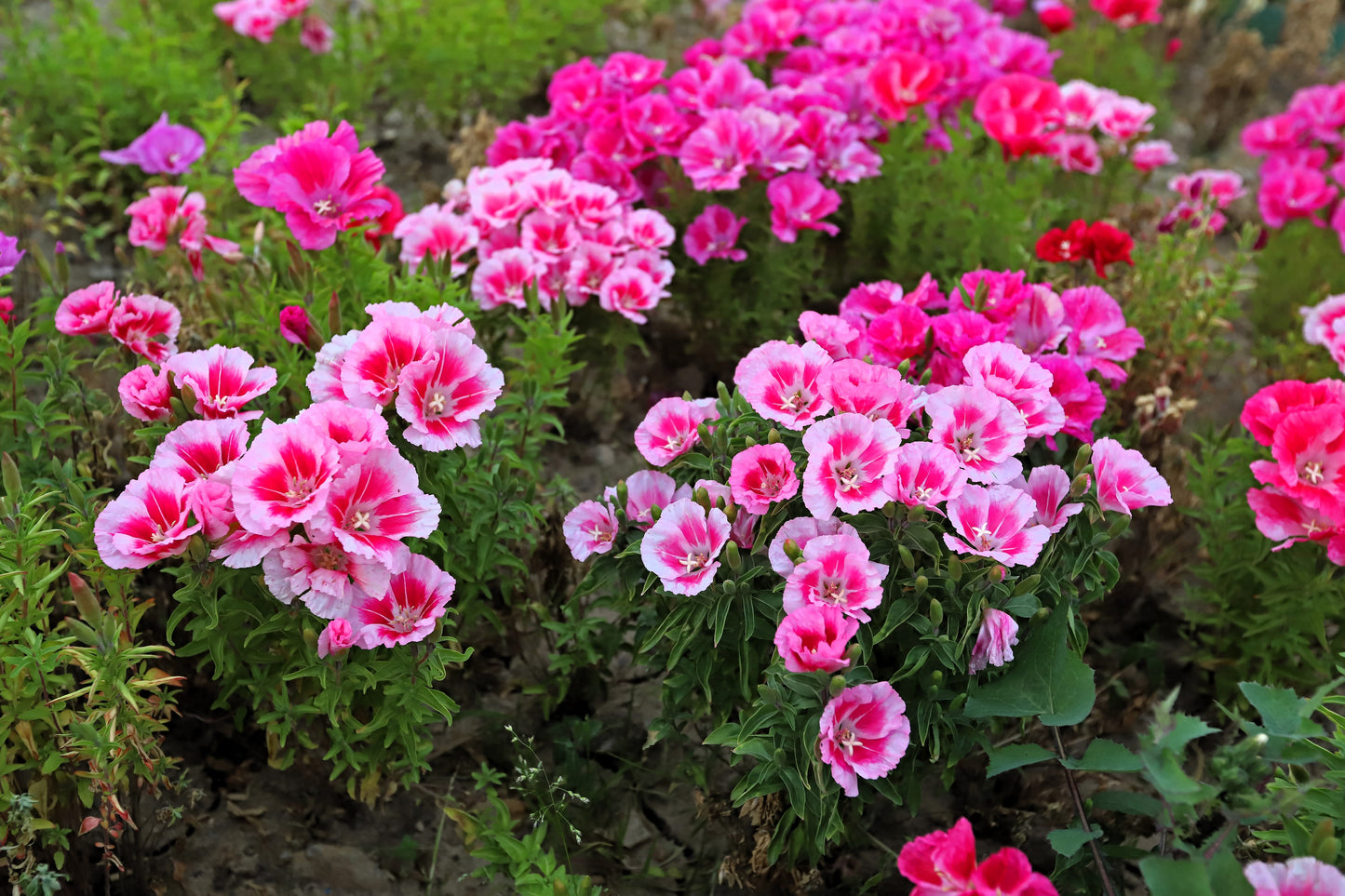 500 Pink FAREWELL TO SPRING Clarkia Elegans Godetia Flower Seeds