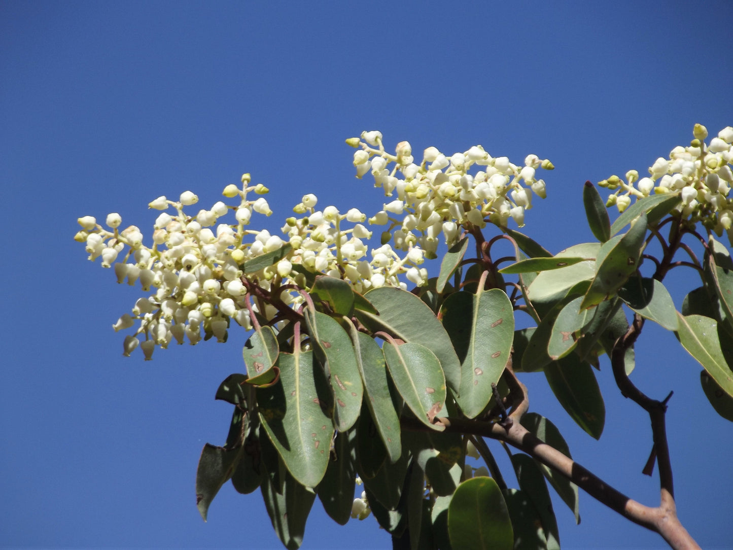 10 PACIFIC MADRONE TREE Bearberry Red Arbutus Menziesii Oregon Laurel Seeds