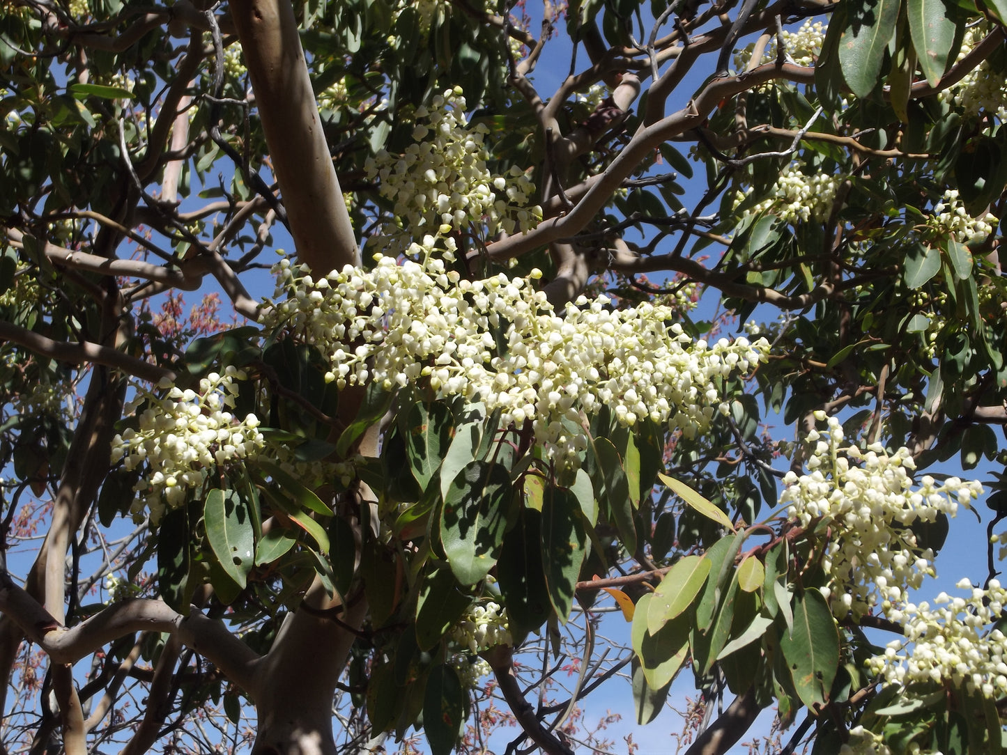 10 PACIFIC MADRONE TREE Bearberry Red Arbutus Menziesii Oregon Laurel Seeds