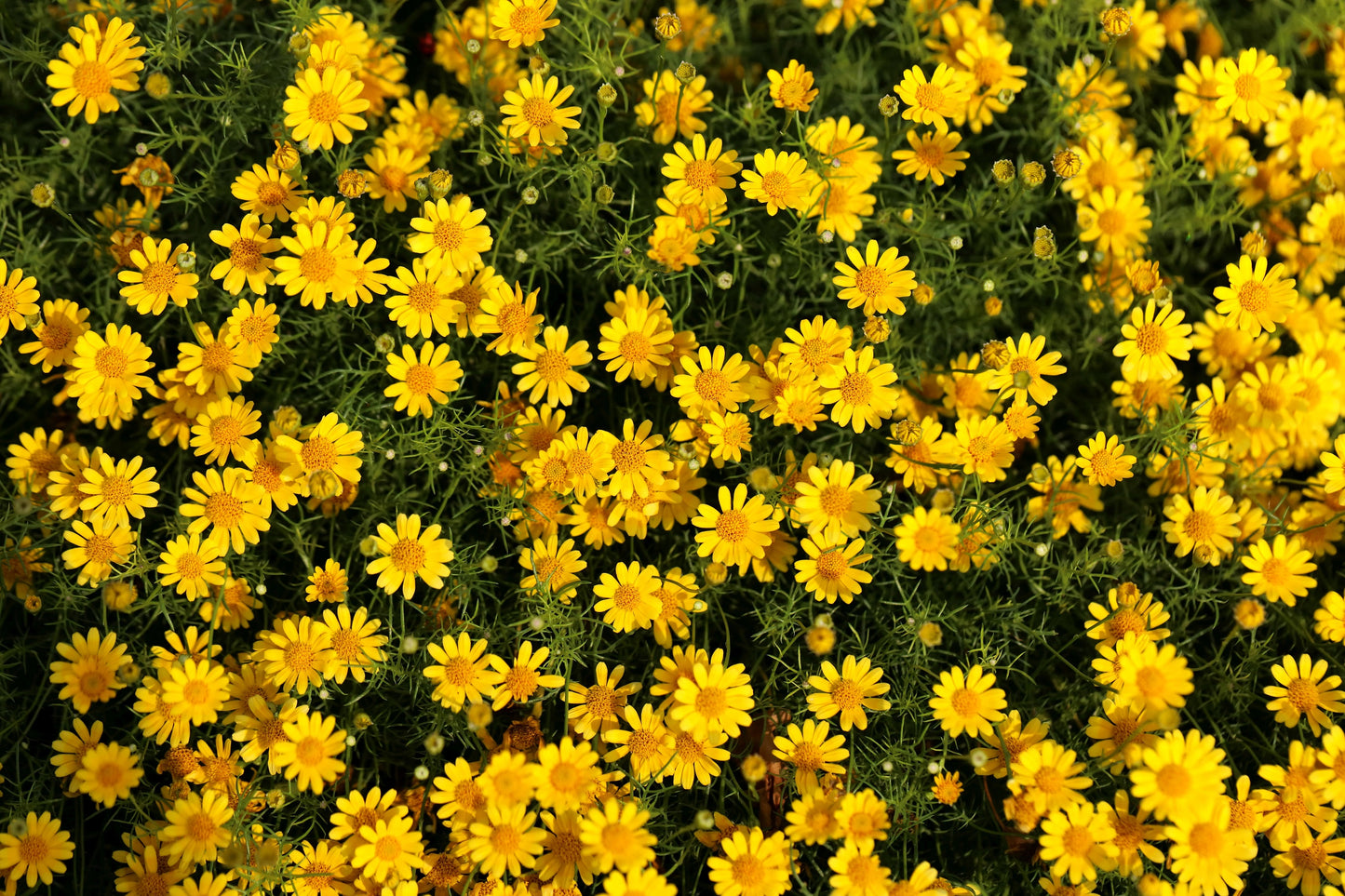 1000 DAHLBERG DAISY Thymophylla Tenuiloba Yellow Flower Seeds - aka Golden Fleece, Gold Carpet,  Shooting Star