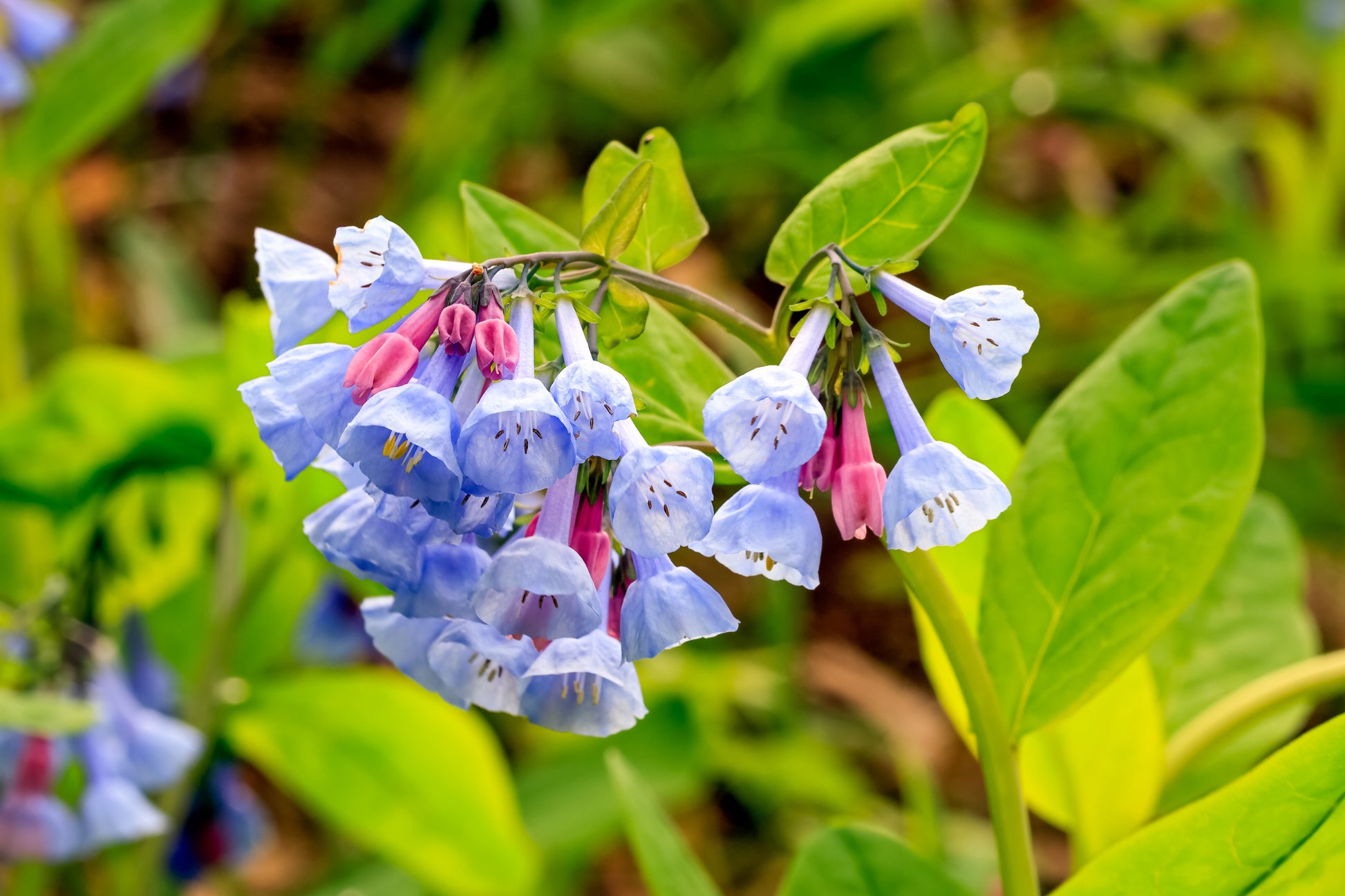 plant bluebell seeds 20 VIRGINIA BLUEBELLS True Blue & Pink Mertensia Virginica Flower Seeds