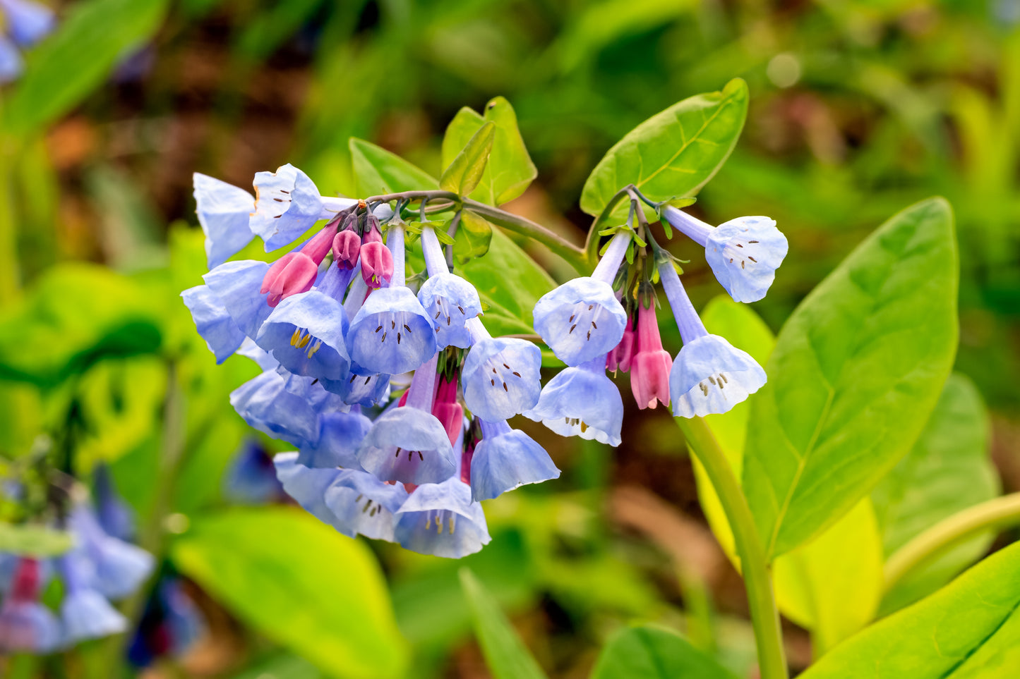 25 VIRGINIA BLUEBELLS True Blue & Pink Mertensia Virginica Flower Seeds