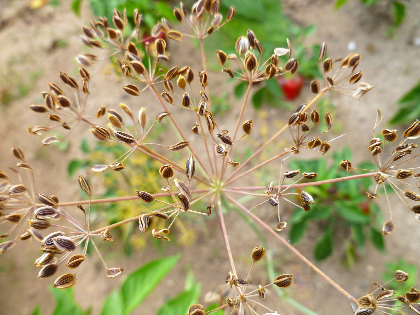 1500 DUKAT DILL Anethum Graveolens Sweet Heirloom European Herb Vegetable Seeds