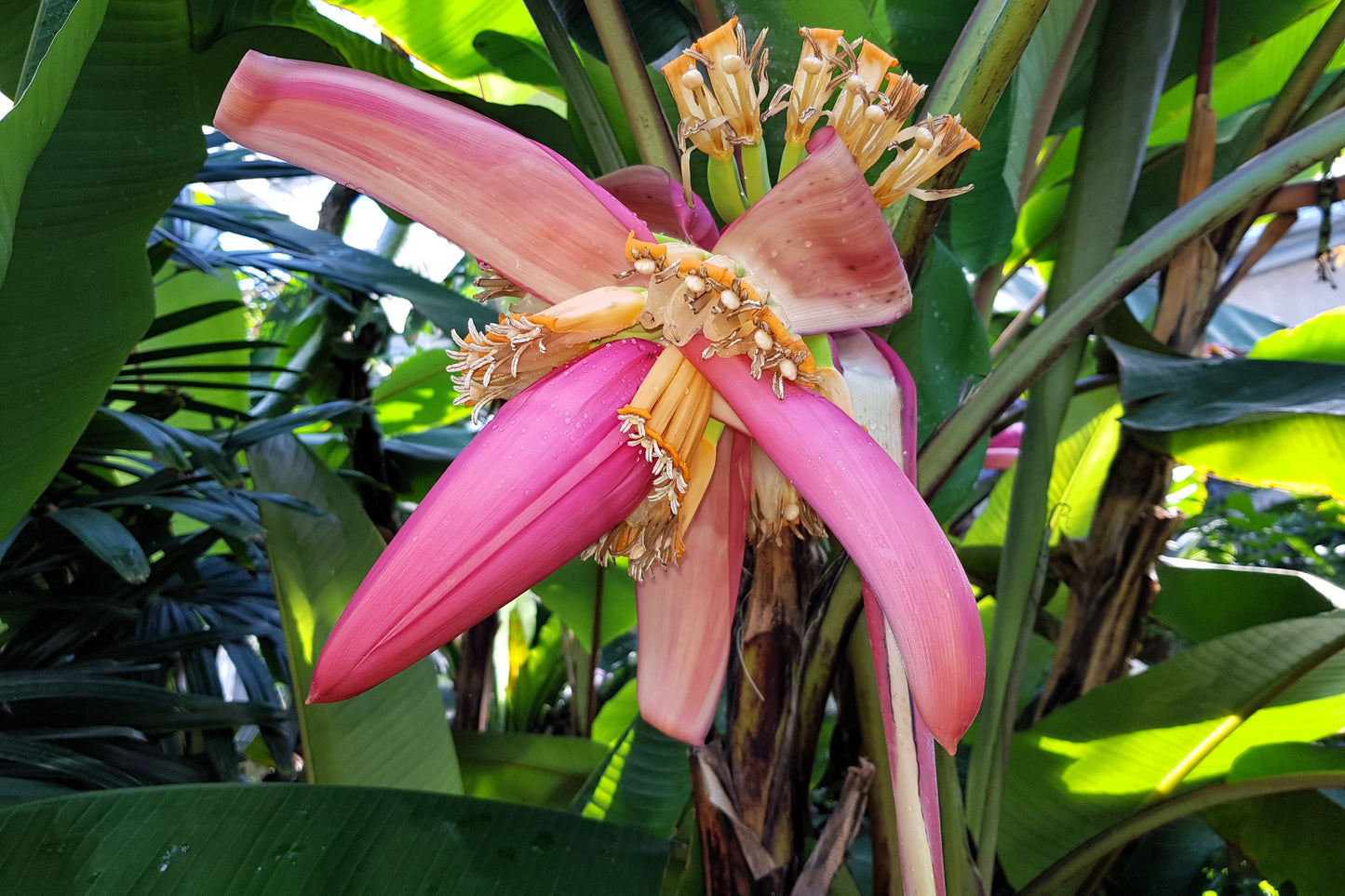 5 DWARF PINK BANANA Velvet Musa Velutina Flowering Fruit Tree Seeds