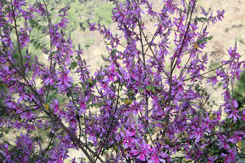 50 TRUE INDIGO Dye Indigo Indigofera Tinctoria Pink Purple Sub Shrub F ...