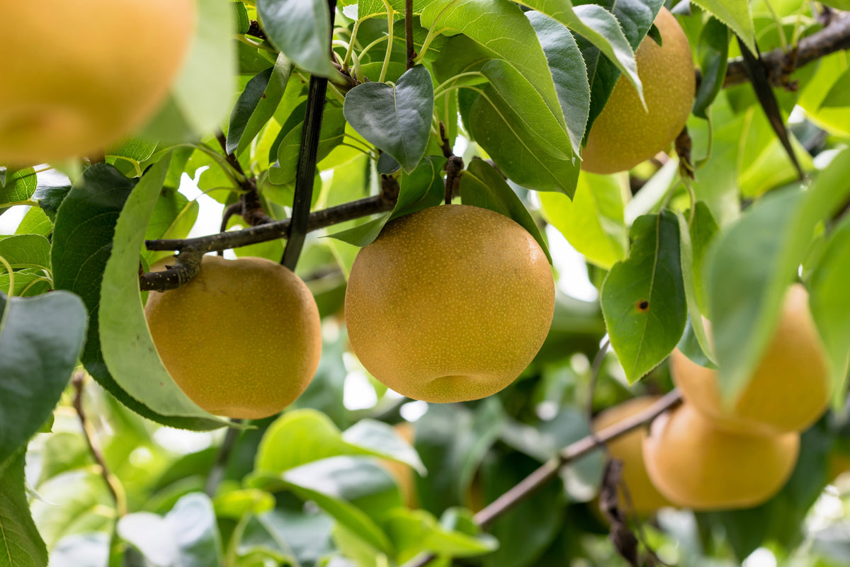 Japanese Pear Ripe 20 ASIAN PEAR TREE Pyrus Pyrifolia Oriental Japanese Fruit Seeds ...