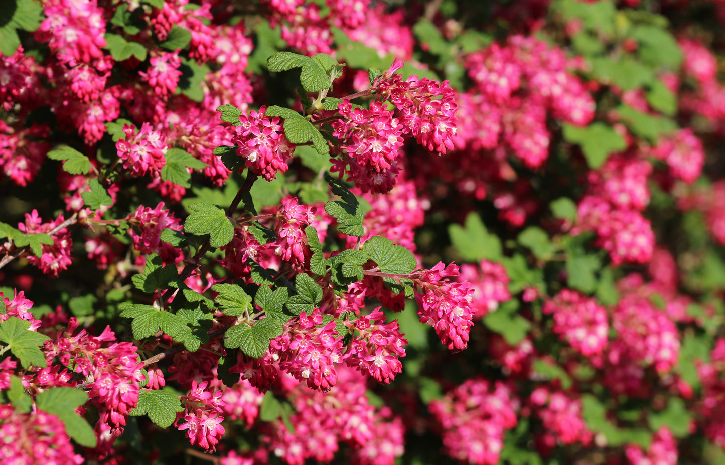 25 RED FLOWERING CURRANT Ribes Sanguineum aka Blood Currant Edible Fruit Blue Black Berries Shrub Seeds