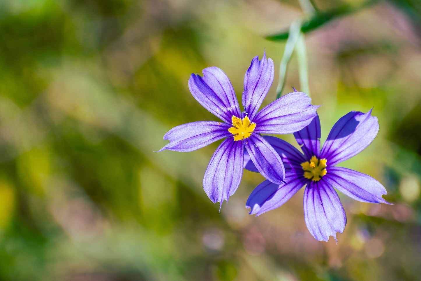 200 BLUE EYED GRASS (Western or Californian) Sisyrinchium Bellum Flower Seeds