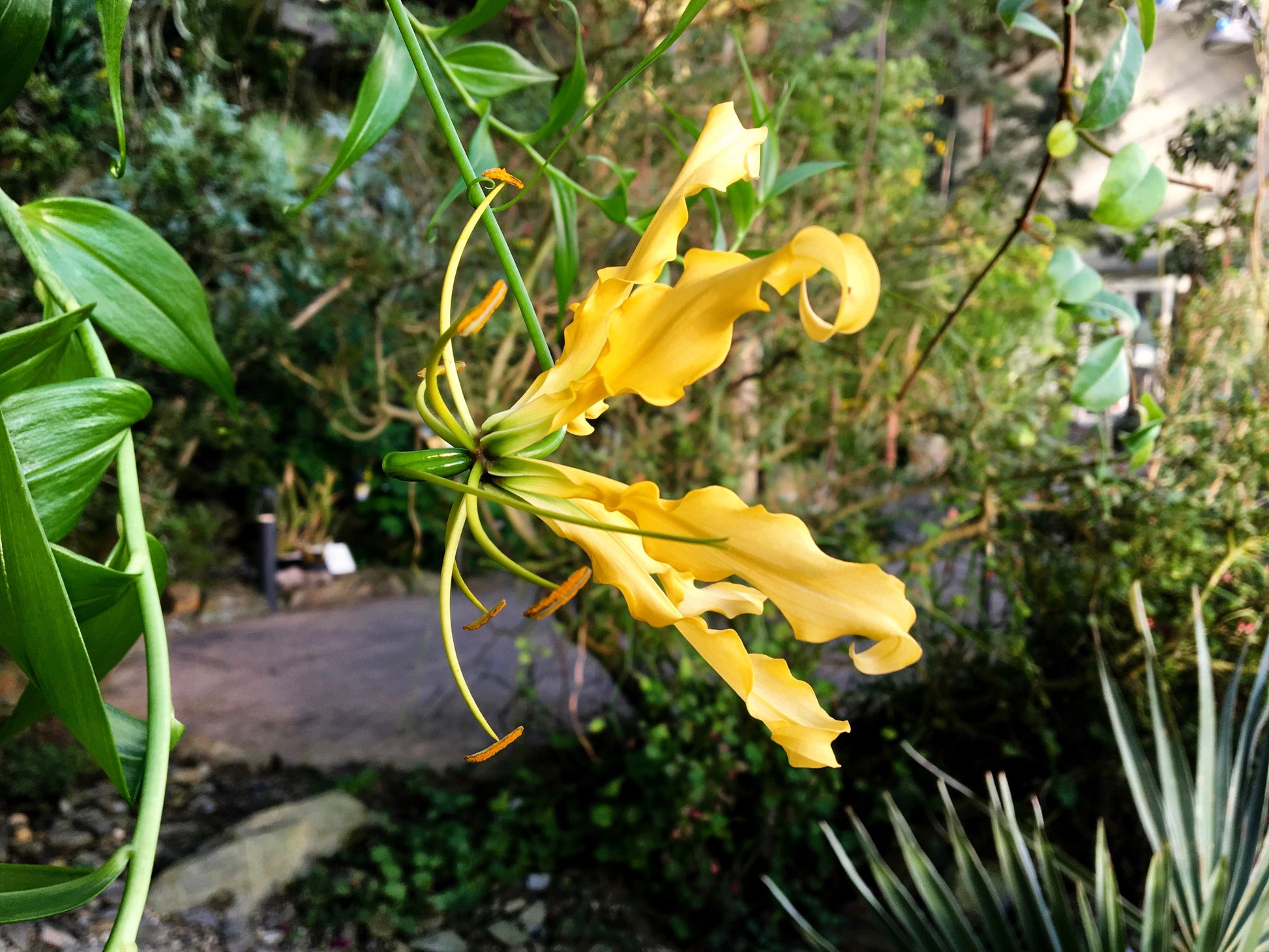 flame lily flower 10 YELLOW GLORIOSA LILY Flame Lily Gloriosa Lutea Flower Vine Seeds