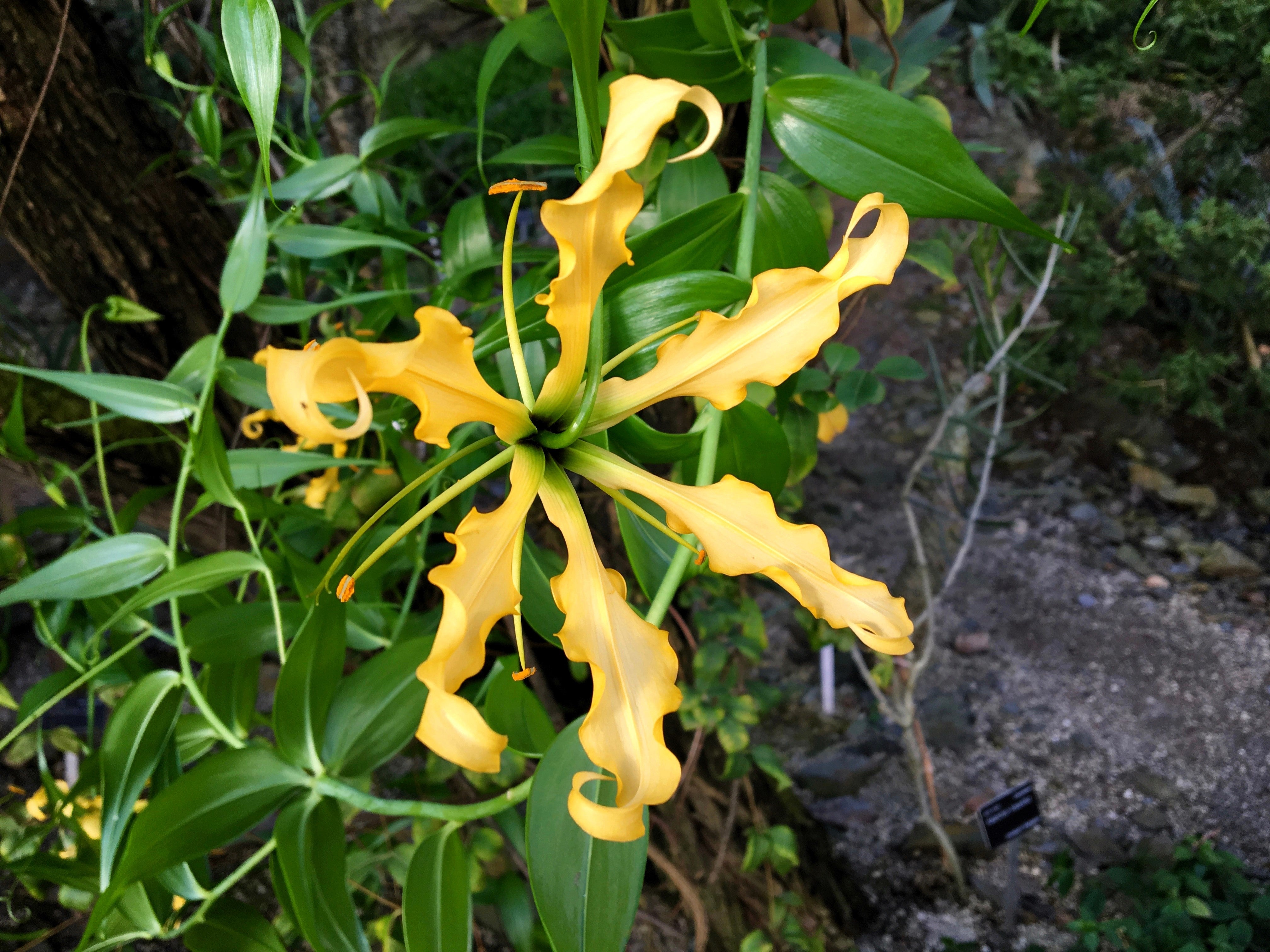 10 YELLOW GLORIOSA LILY Flame Lily Gloriosa Lutea Flower Vine