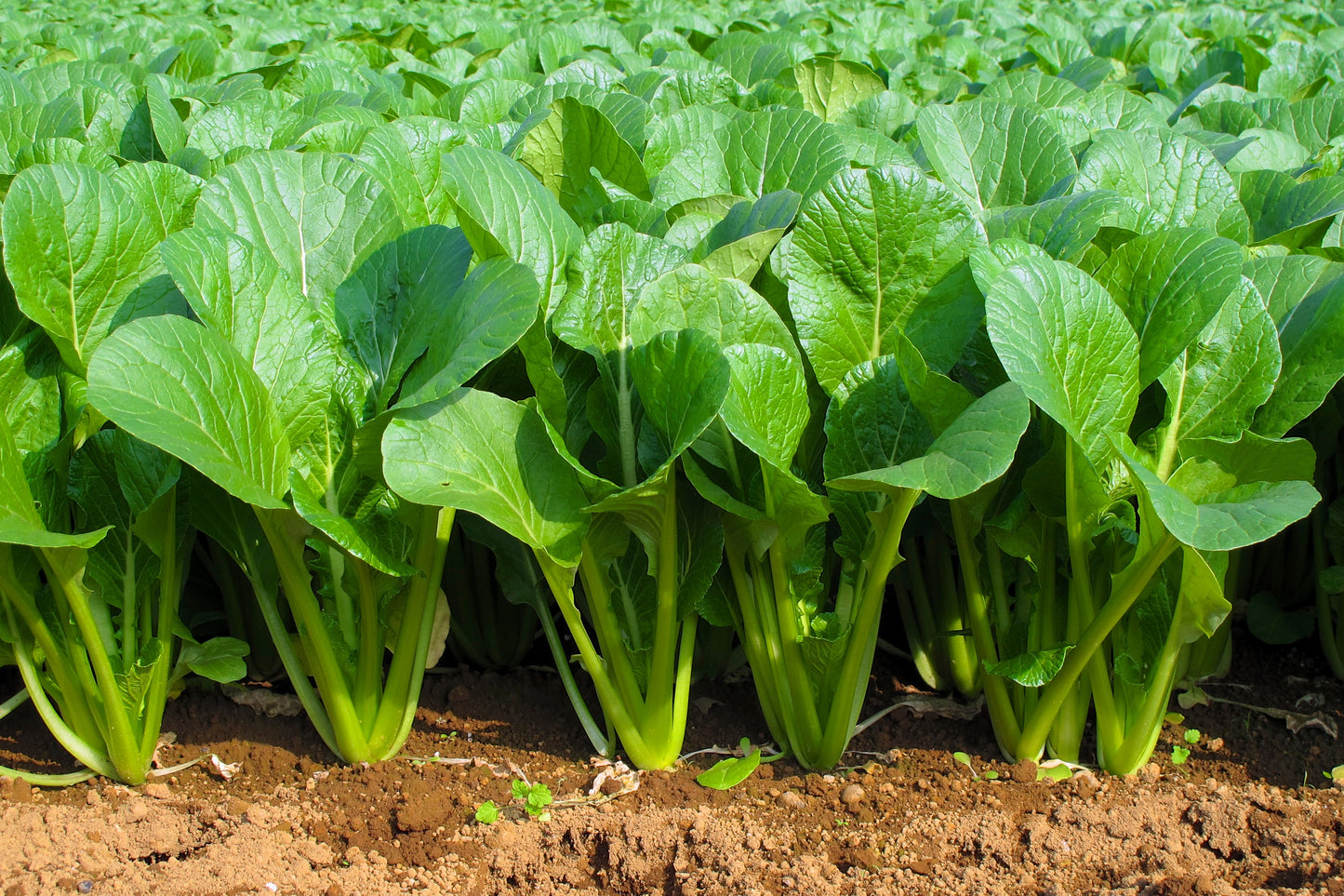 1500 SPINACH MUSTARD TENDERGREEN Komatsuna Greens Brassica Rapa Vegetable Seeds