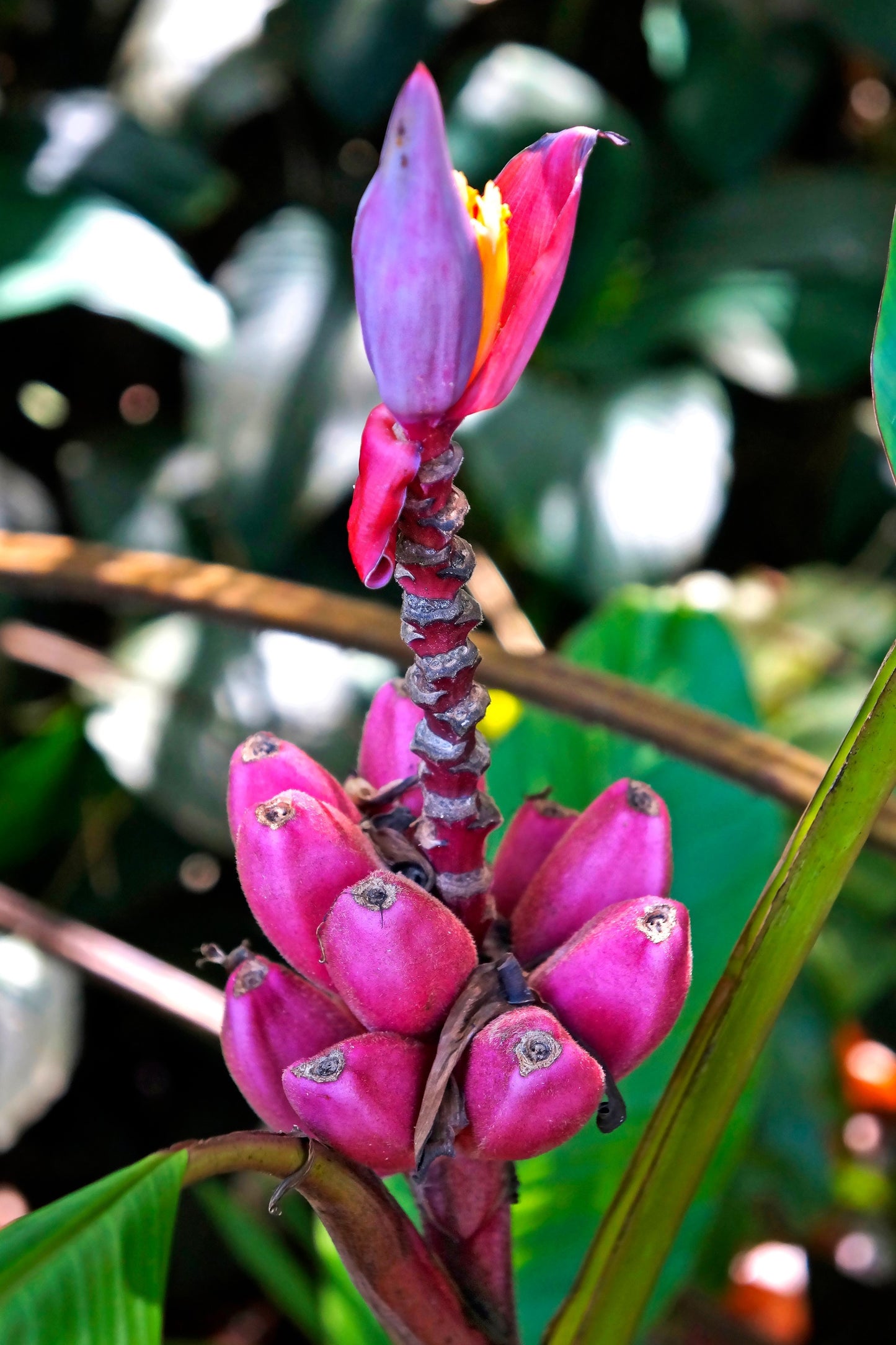 5 DWARF PINK BANANA Velvet Musa Velutina Flowering Fruit Tree Seeds