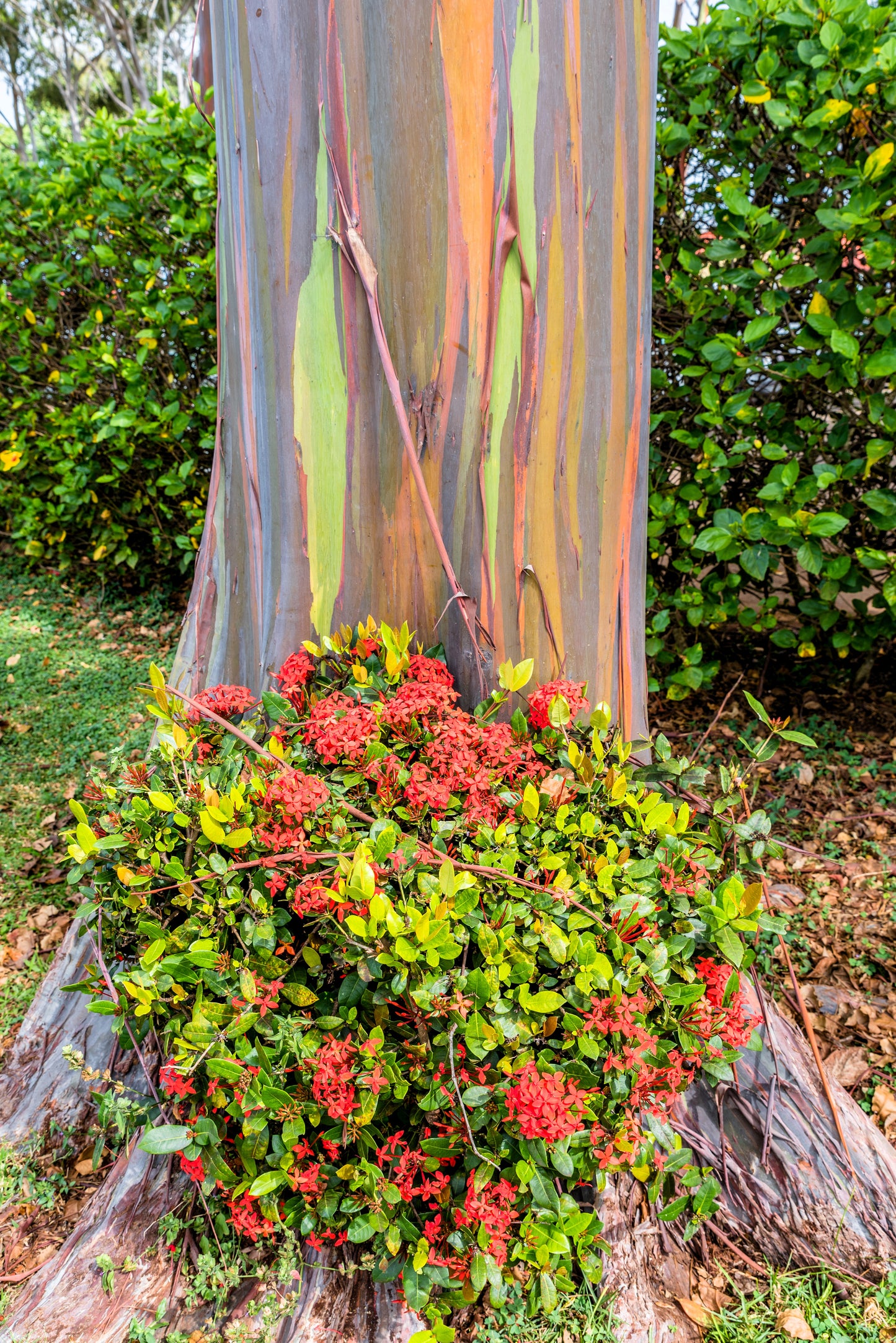 50 RAINBOW EUCALYPTUS Deglupta Gum Multicolor Bark Tree Seeds