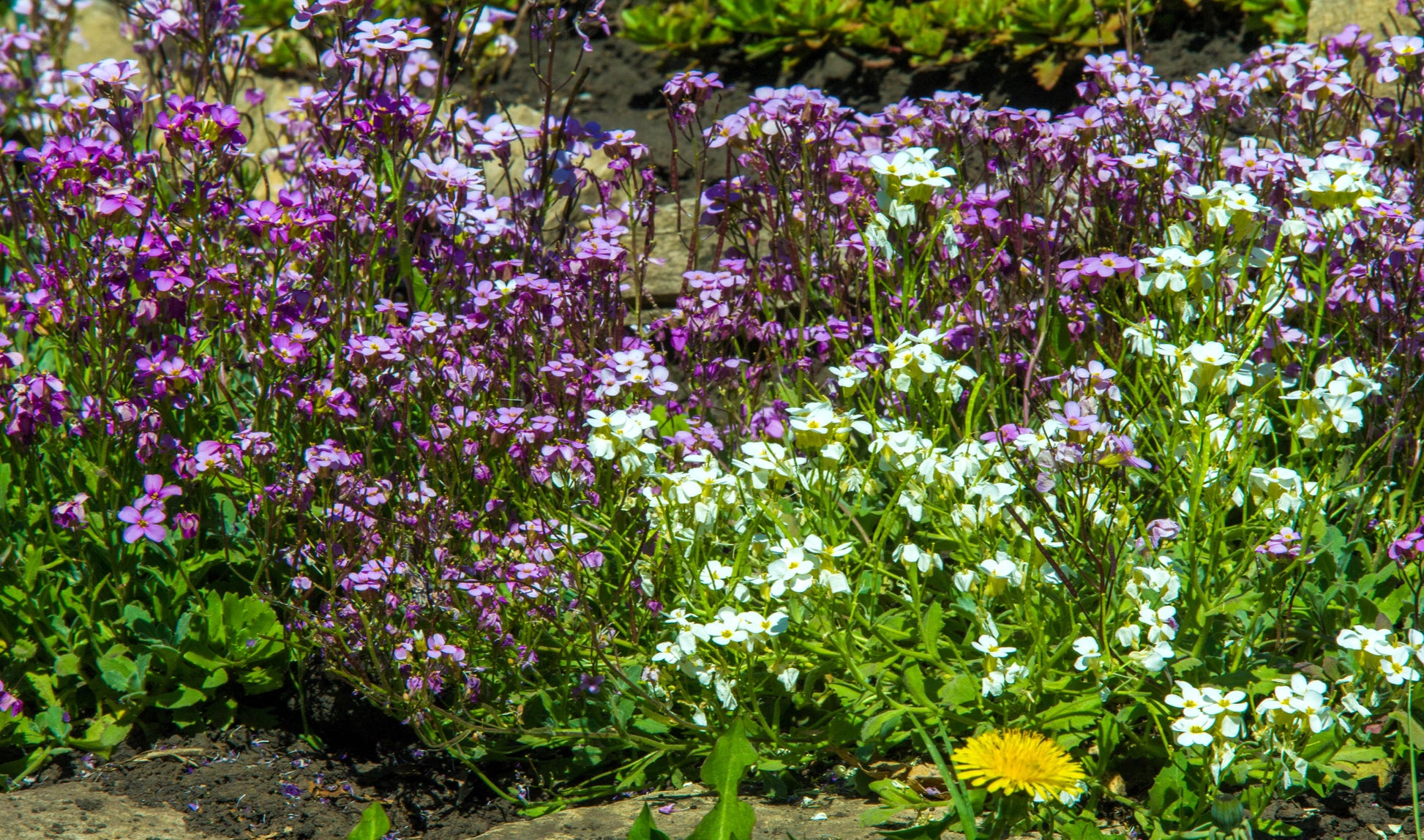 planting night scented stock seeds 500 EVENING ( Night ) SCENTED STOCK Matthiola Longipetala Bicornis Flo – Seedville USA