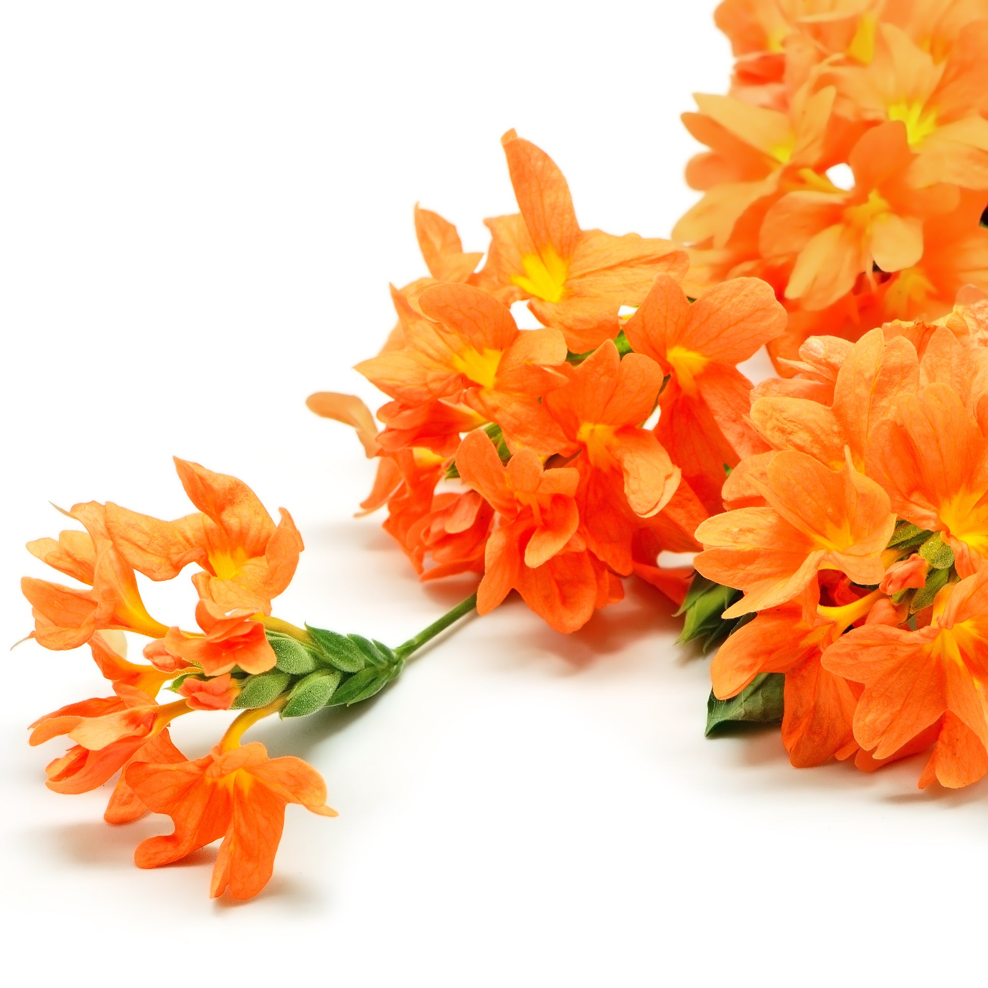 orange marmalade plant seeds 10 ORANGE MARMALADE CROSSANDRA Infundibuliformis Firecracker Flower Houseplant Seeds