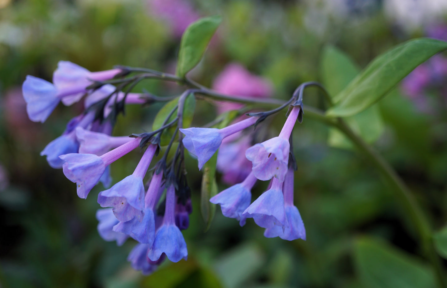 25 VIRGINIA BLUEBELLS True Blue & Pink Mertensia Virginica Flower Seeds