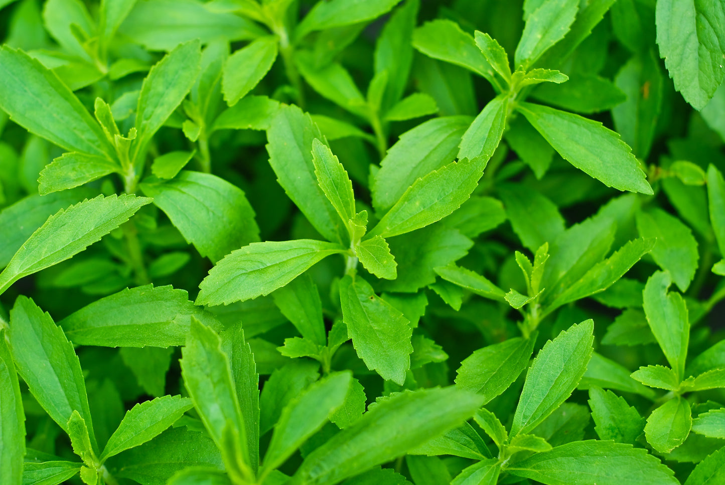 50 STEVIA ( Sweetleaf / Sweet Leaf / Sugarleaf ) Stevia Rebaudiana Sugar Flower Herb Seeds