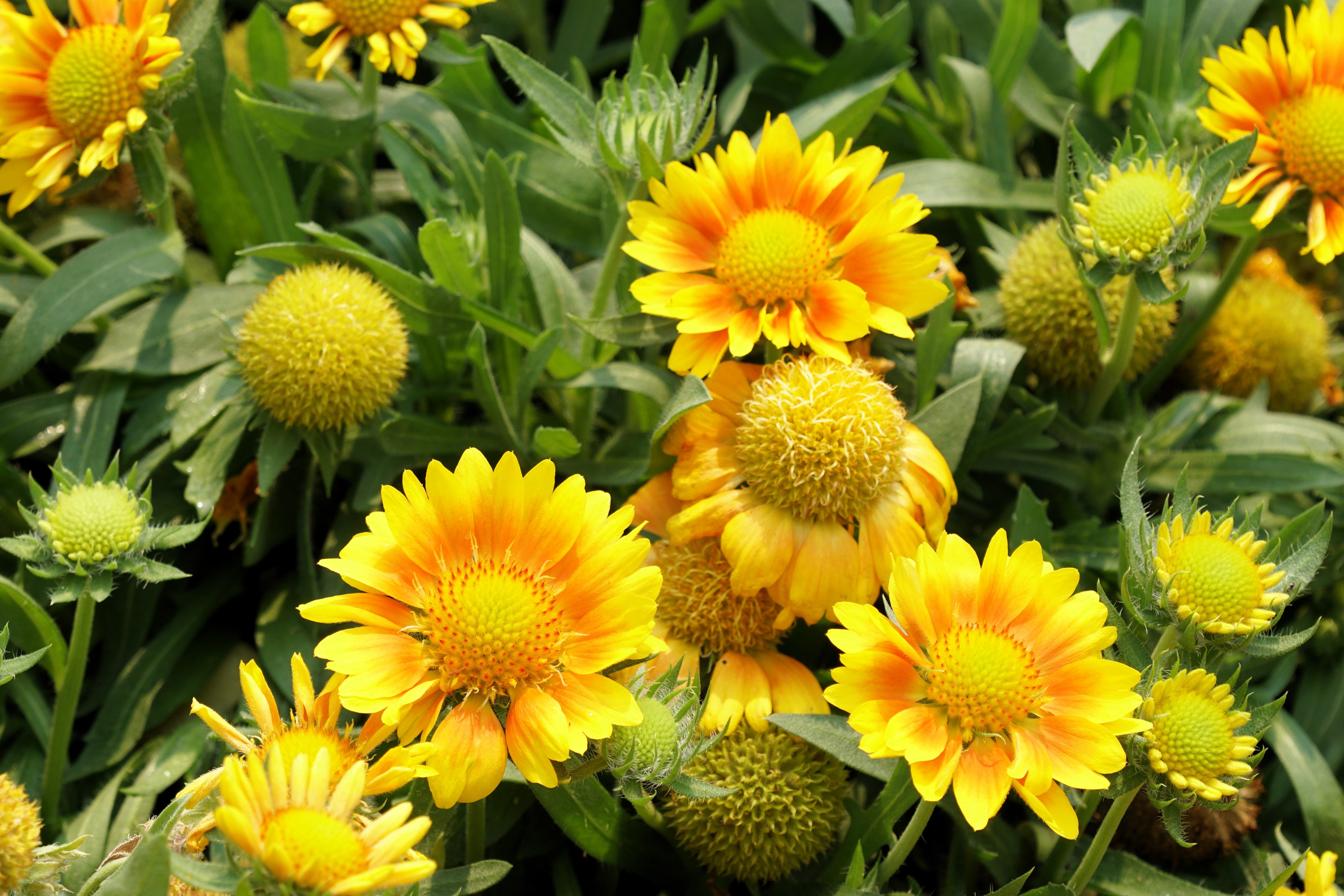 Yellow Gaillardia Seeds
