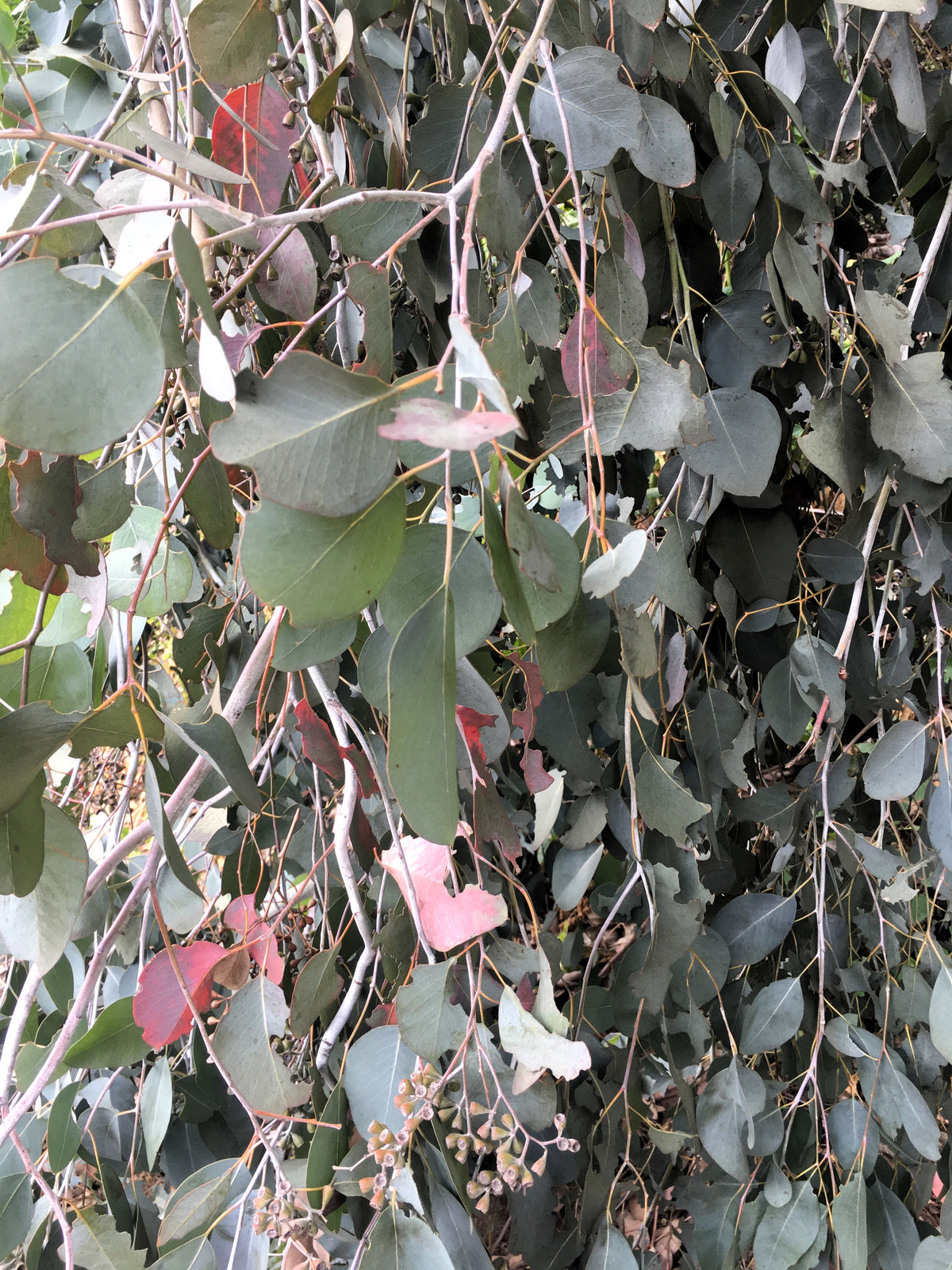 50 RED FLOWERING EUCALYPTUS Sideroxylon Mugga Ironbark Tree Seeds ...