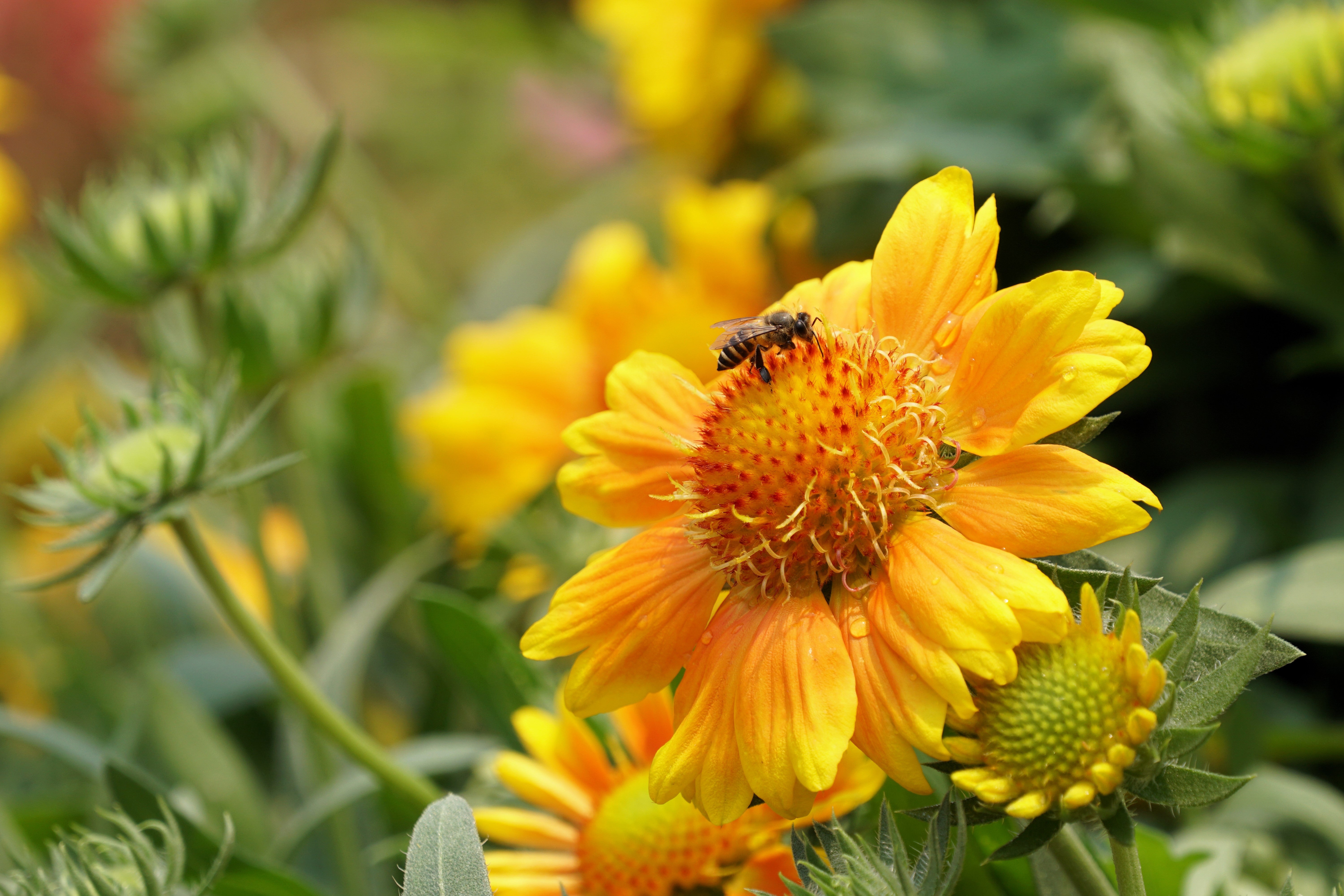 Yellow Gaillardia Seeds - Thumbnail 5