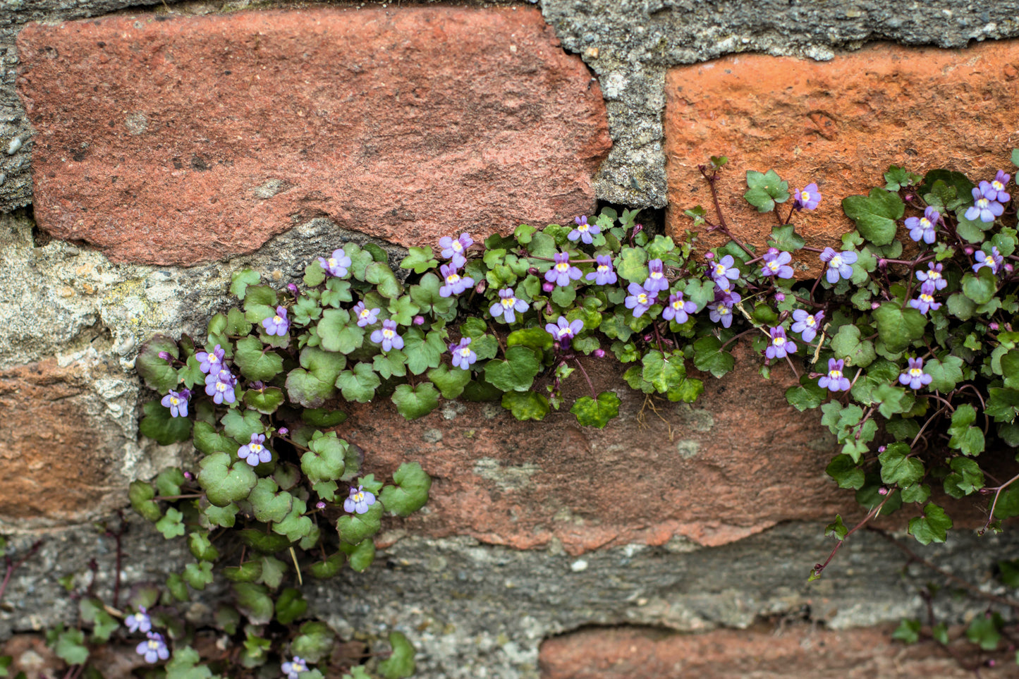 100 KENILWORTH IVY (Ivy-Leaved Toadflax) Cymbalaria Muralis Vine Flower Seeds