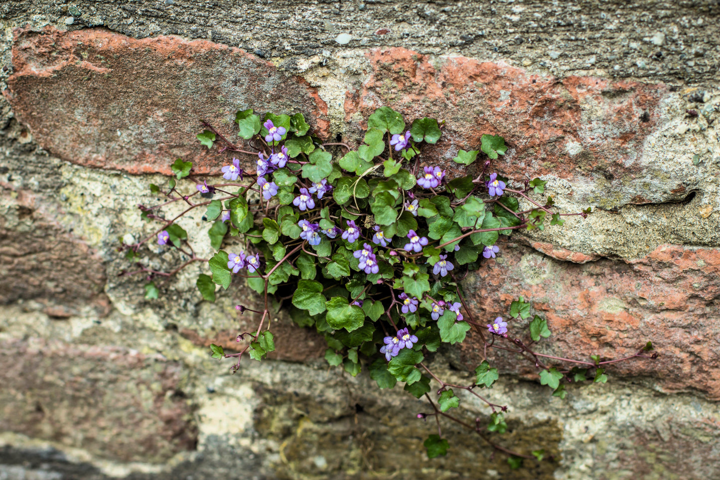 100 KENILWORTH IVY (Ivy-Leaved Toadflax) Cymbalaria Muralis Vine Flower Seeds