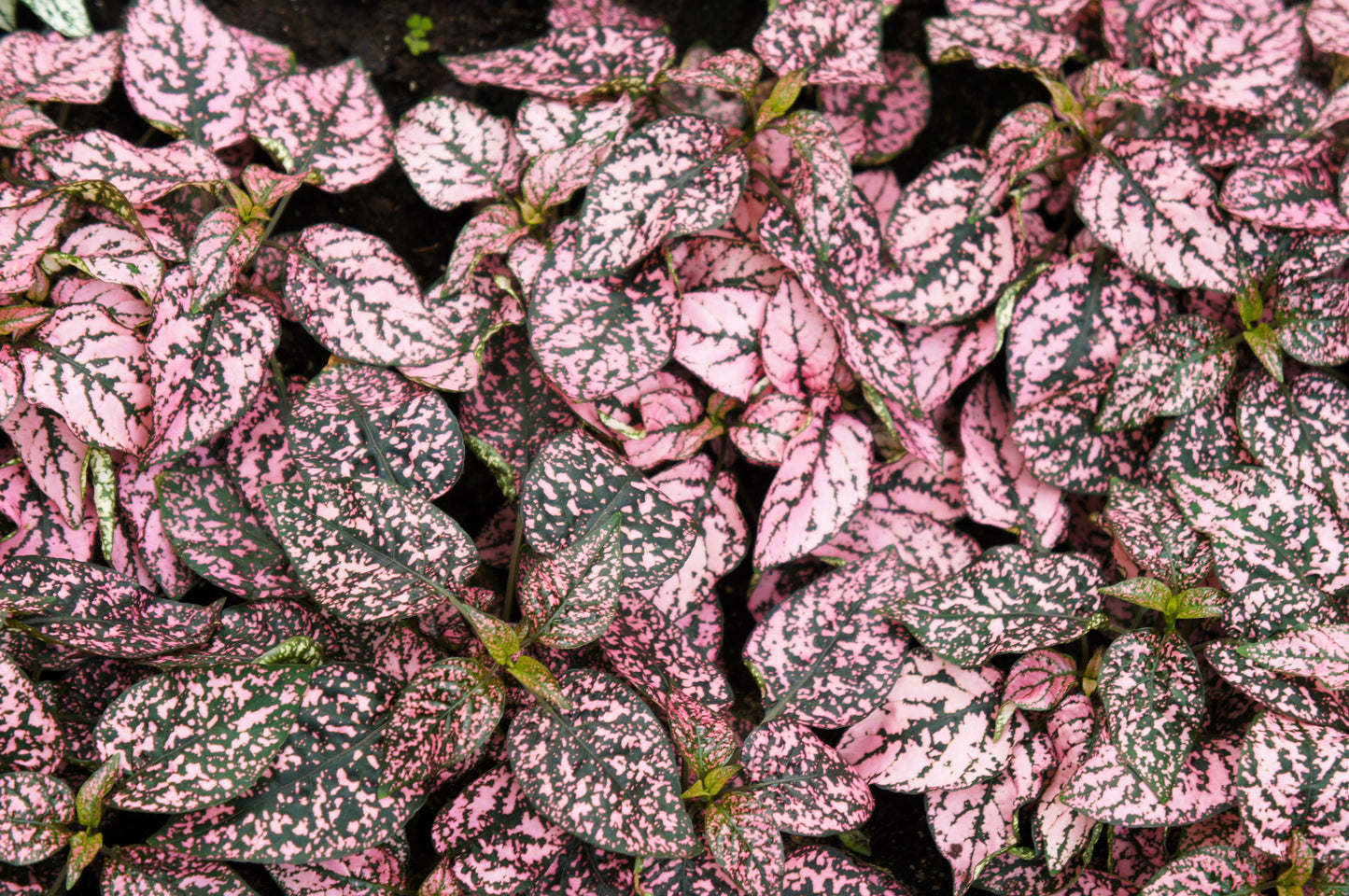 10 Dwarf PINK POLKA DOT PLANT Splash Select Hypoestes Phyllostachya Flower Houseplant Seeds