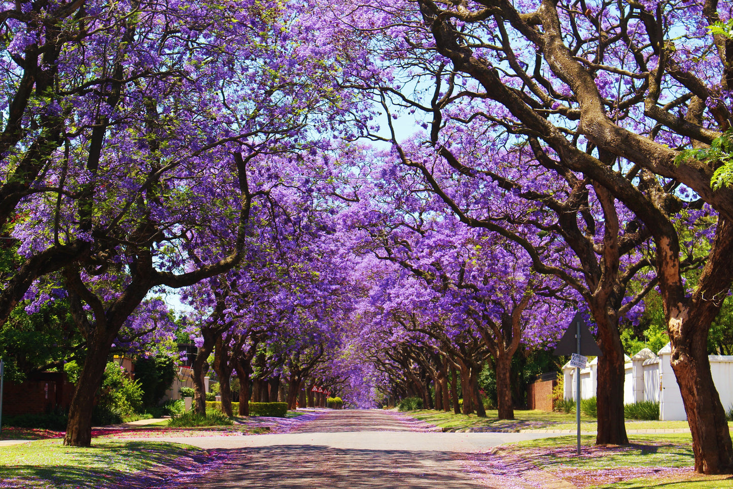 25 BLUE JACARANDA TREE ( Fern Tree / Brazilian Rose Wood / Green Ebony ) Jacaranda Mimosifolia Seeds