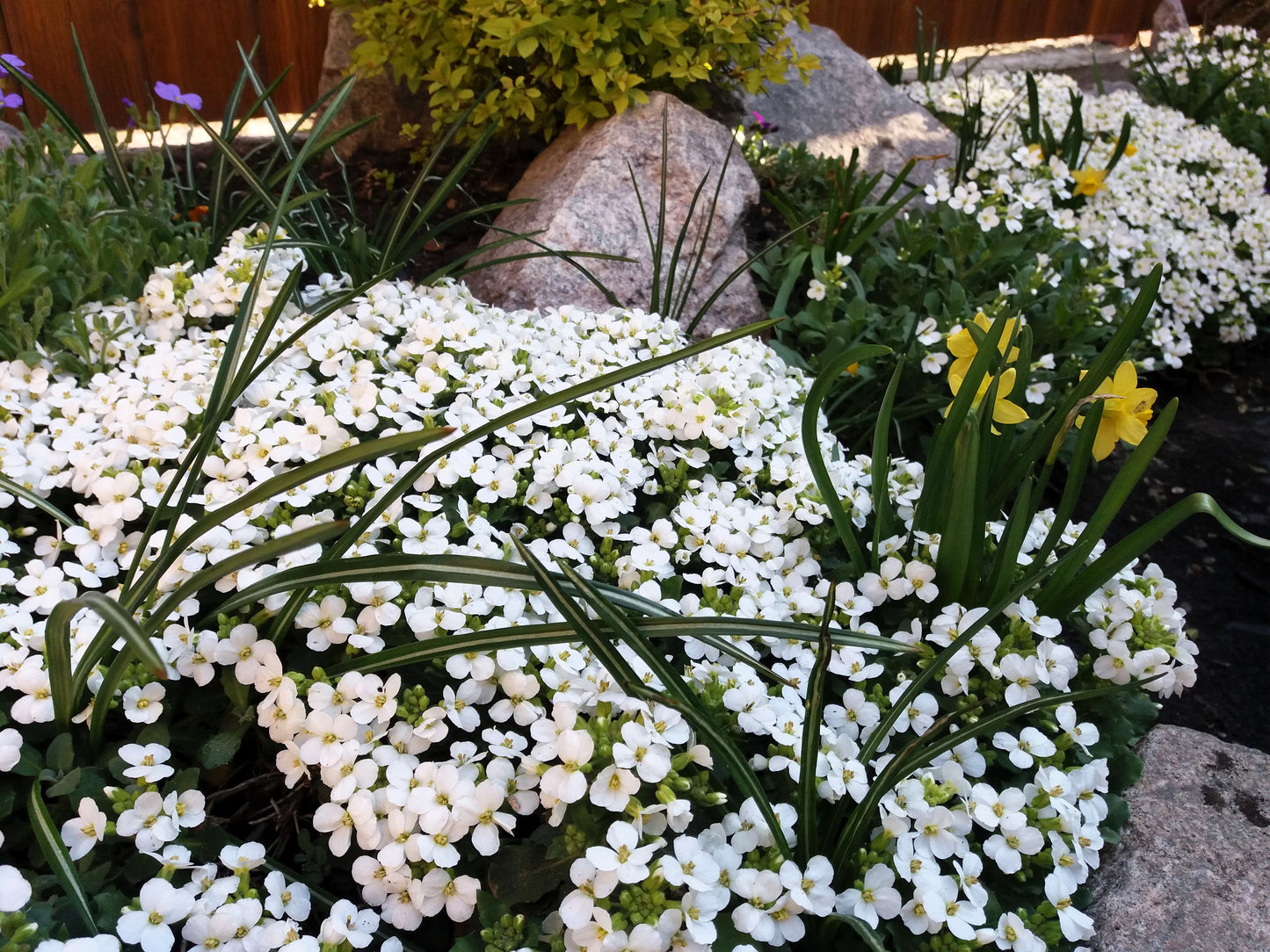 800 WHITE ALPINE ROCKCRESS Aubrieta Rock Cress Arabis Alpina Flower Seeds