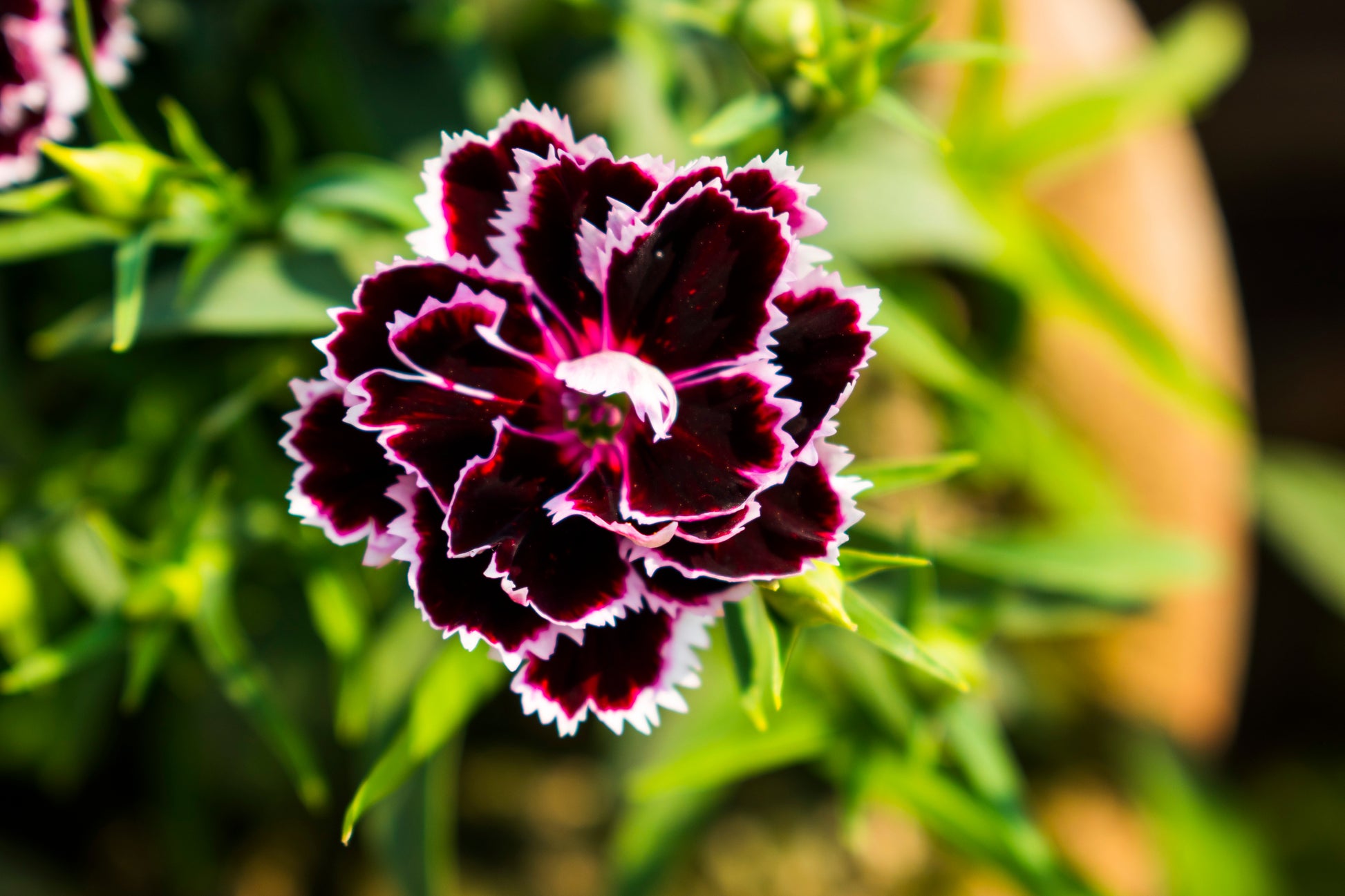 black velvet flower seeds 50 VELVET N LACE DIANTHUS Chinensis Black & White Flower Seeds – Seedville USA