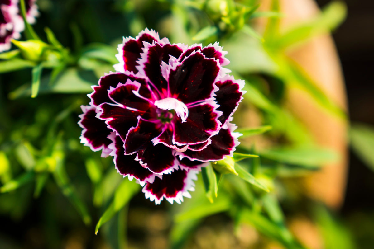 50 VELVET N LACE DIANTHUS Chinensis Black & White Flower Seeds