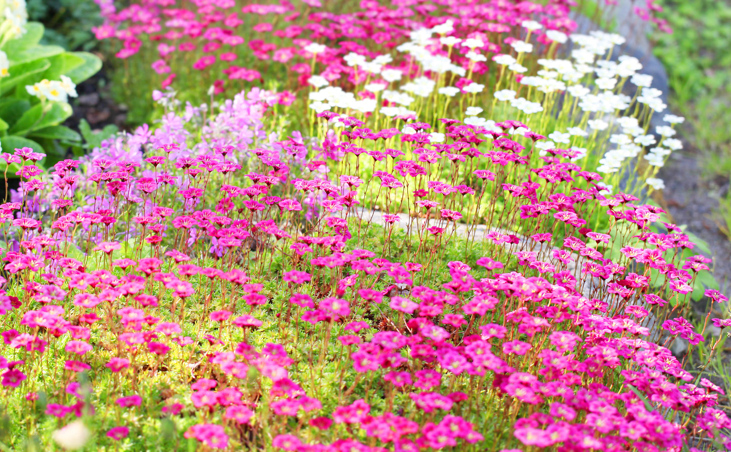 50 FLORAL CARPET SAXIFRAGA Arendsii Rose Pink Mossy Rockfoil Evergreen Flower Seeds