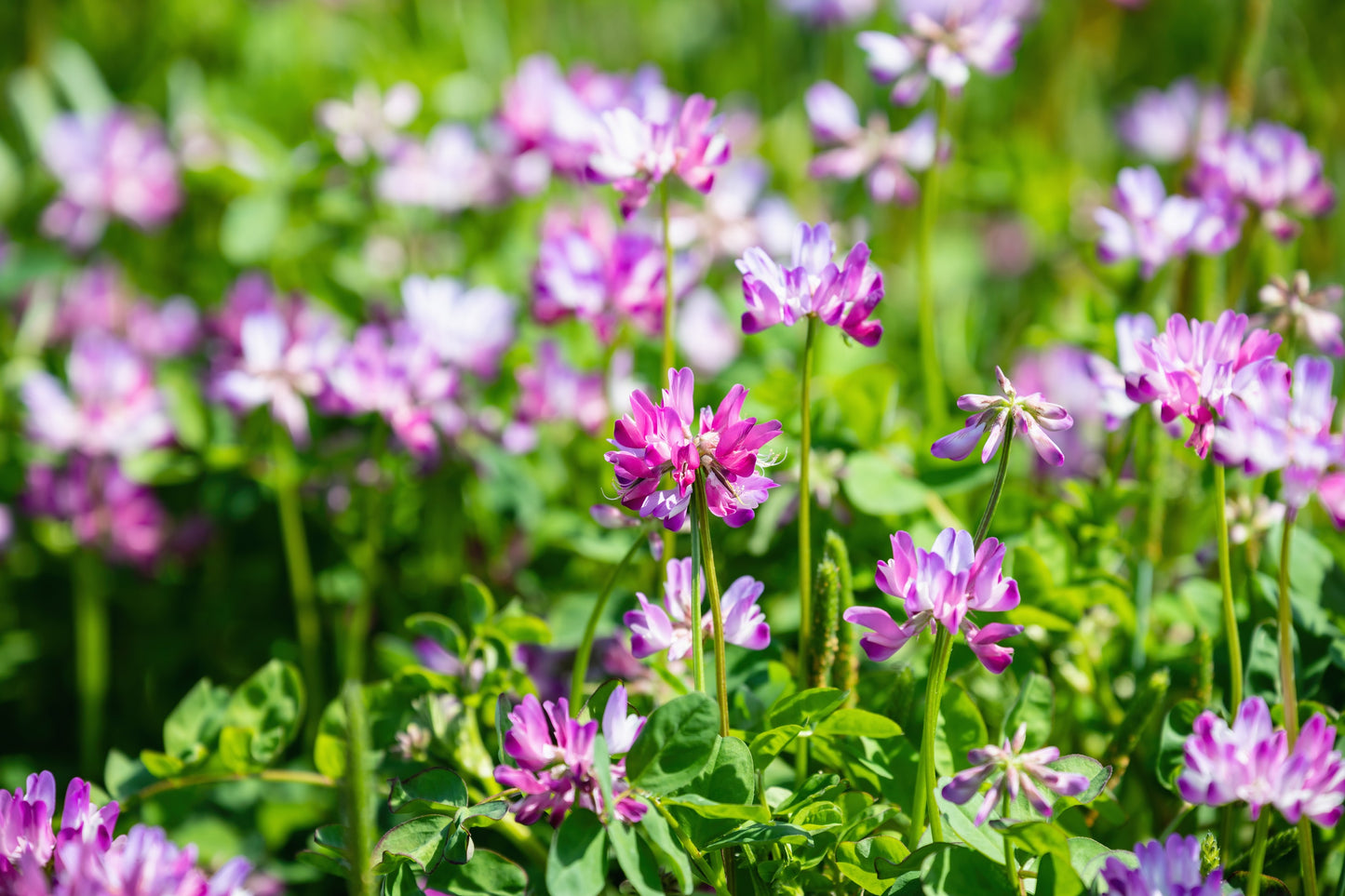 50 MILK VETCH Astragalus Sinicus Pink Purple Flower Ground Cover Legume Seeds