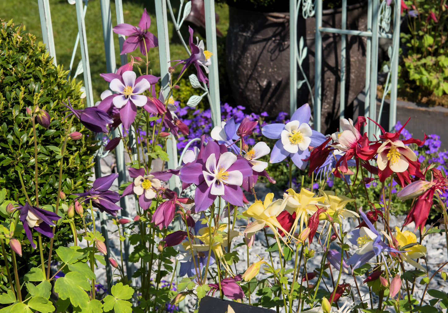100 DWARF COLUMBINE MIX Aquilegia Vulgaris Mixed Colors Flower Seeds