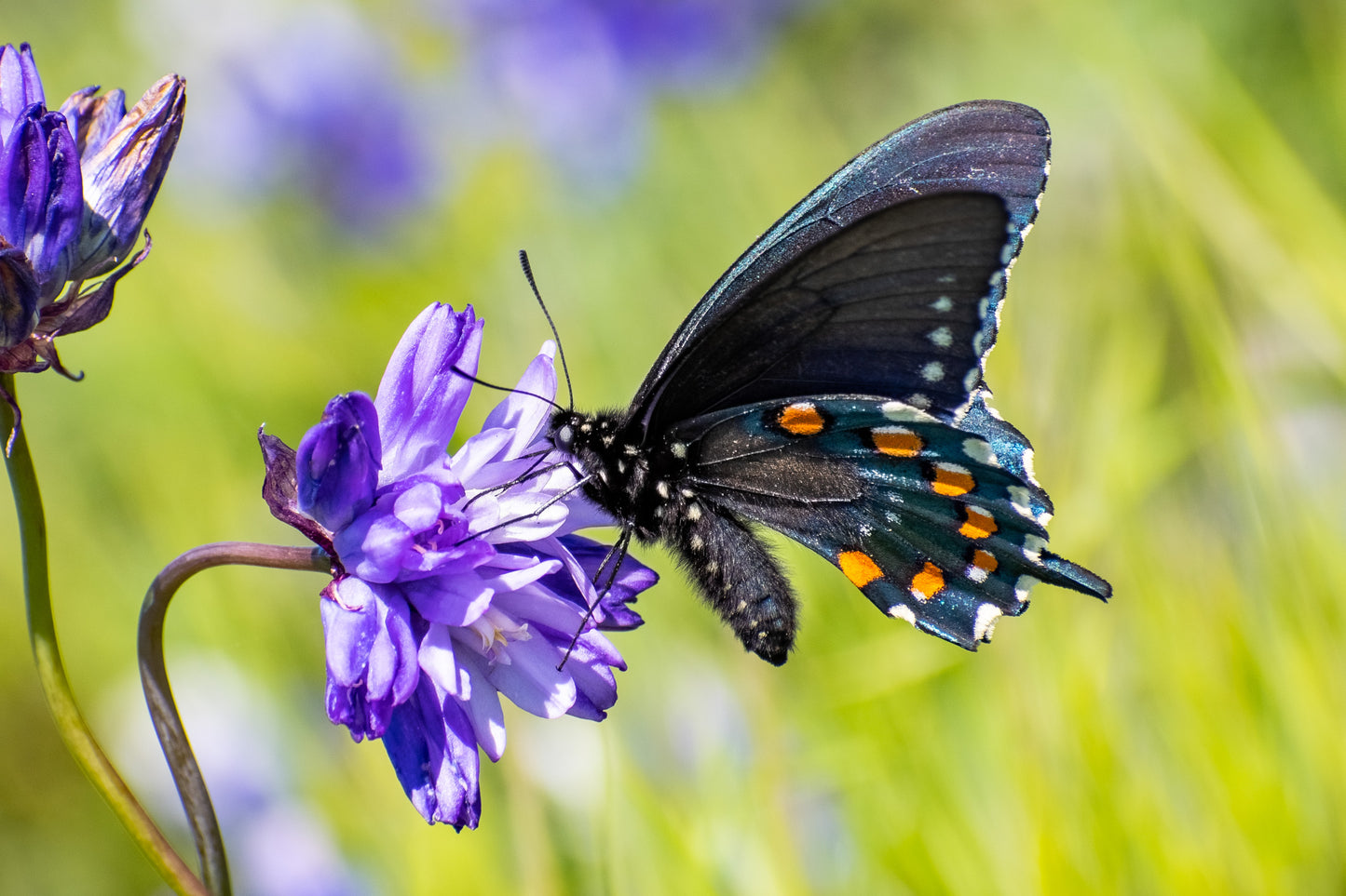 30 WILD BLUE HYACINTH Dichelostemma Blue Dicks Purplehead Brodiaea Brodiea Native Hummingbird Flower Seeds