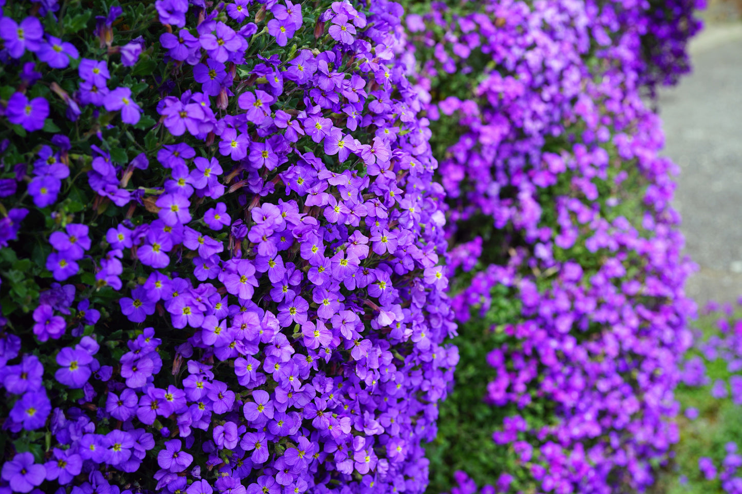 500 PURPLE ROCKCRESS Rock Cress Aubrieta Deltoidea Flower Seeds