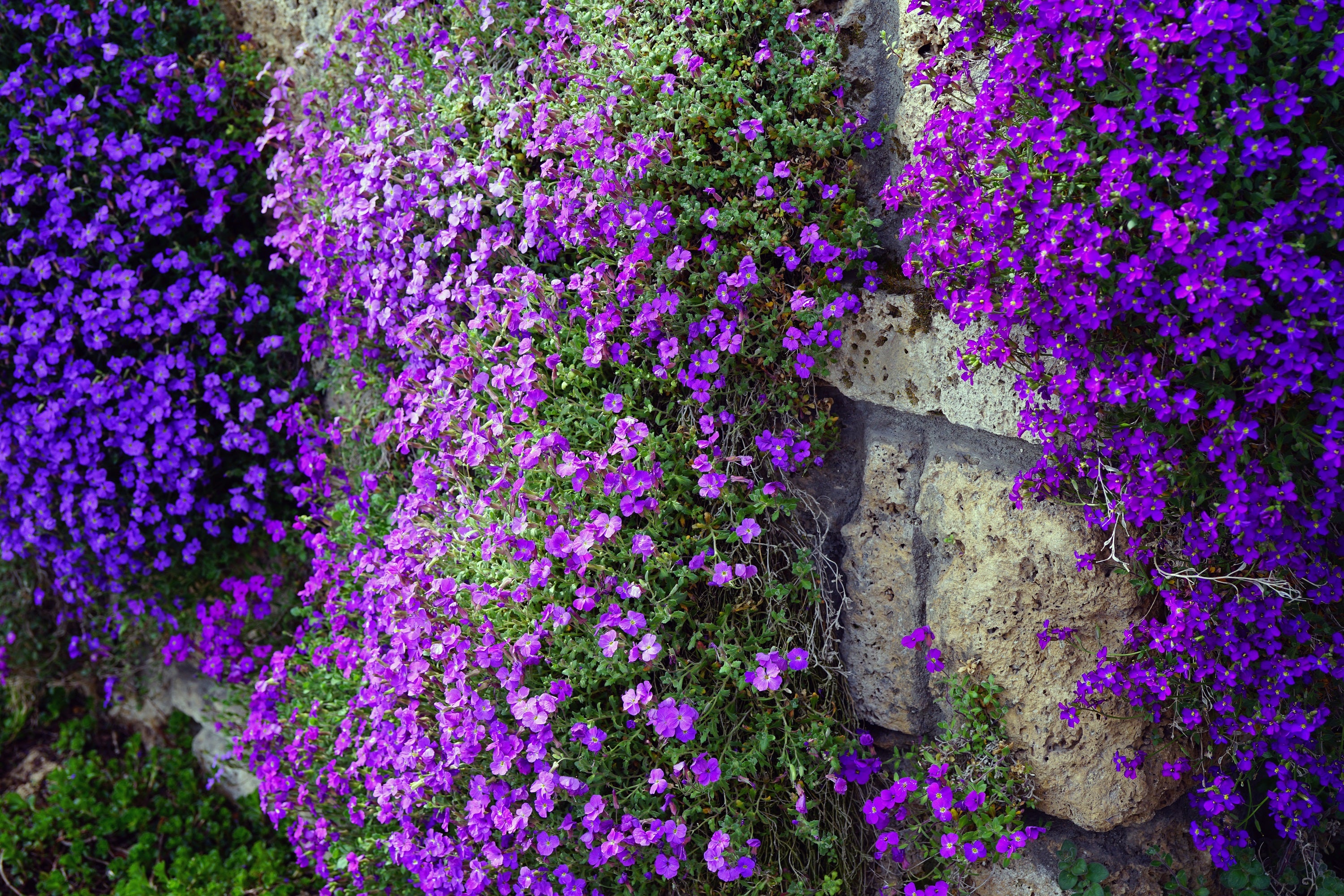 400 RAINBOW ROCKCRESS Rock Cress Large Flowered Aubrieta Cultorum Flow ...