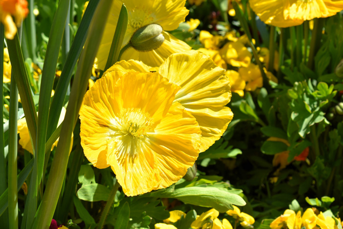20 Yellow WELSH POPPY Meconopsis Papaver Cambricum Perennial Shade Flo ...