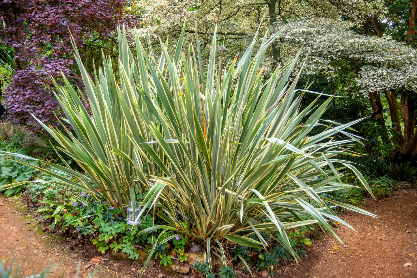 10 Variegated NEW ZEALAND FLAX Phormium Tenax Variegatum Ornamental Grass Flower Seeds