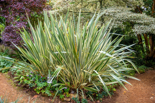 10 Variegated NEW ZEALAND FLAX Phormium Tenax Variegatum Ornamental Grass Flower Seeds