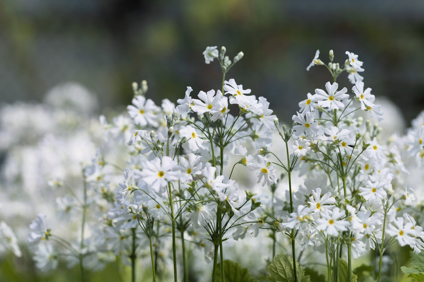 100 WHITE FAIRY PRIMROSE Primula Malacoides Baby Primrose Shade Houseplant Flower Seeds