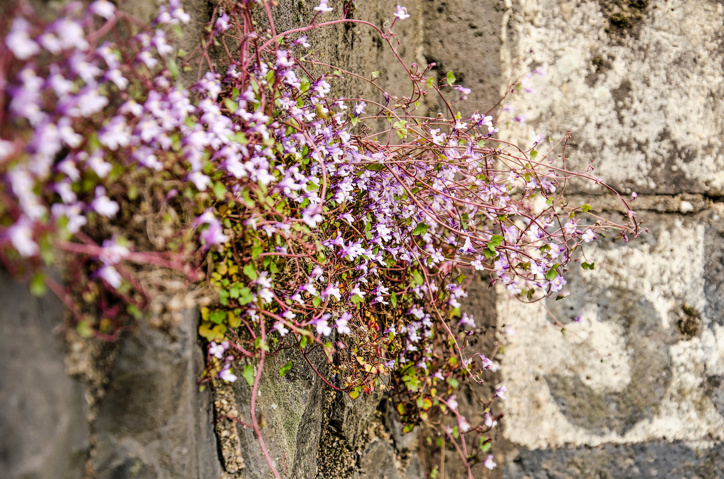 100 KENILWORTH IVY (Ivy-Leaved Toadflax) Cymbalaria Muralis Vine Flower Seeds