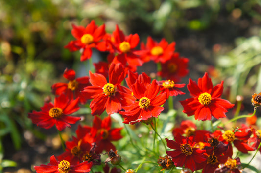 500 RED Dwarf PLAINS COREOPSIS Coreopsis Tinctoria Flower Seeds