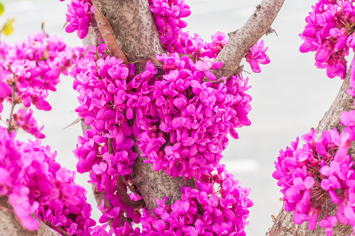 40 CHINESE REDBUD Cercis Chinensis Shrub Small Tree Pink Purple Flower Seeds