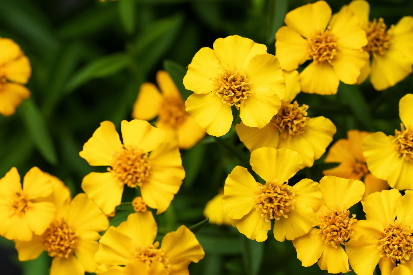 300 MEXICAN Mint MARIGOLD Spanish Tarragon Tagetes Lucida Flower Herb Seeds