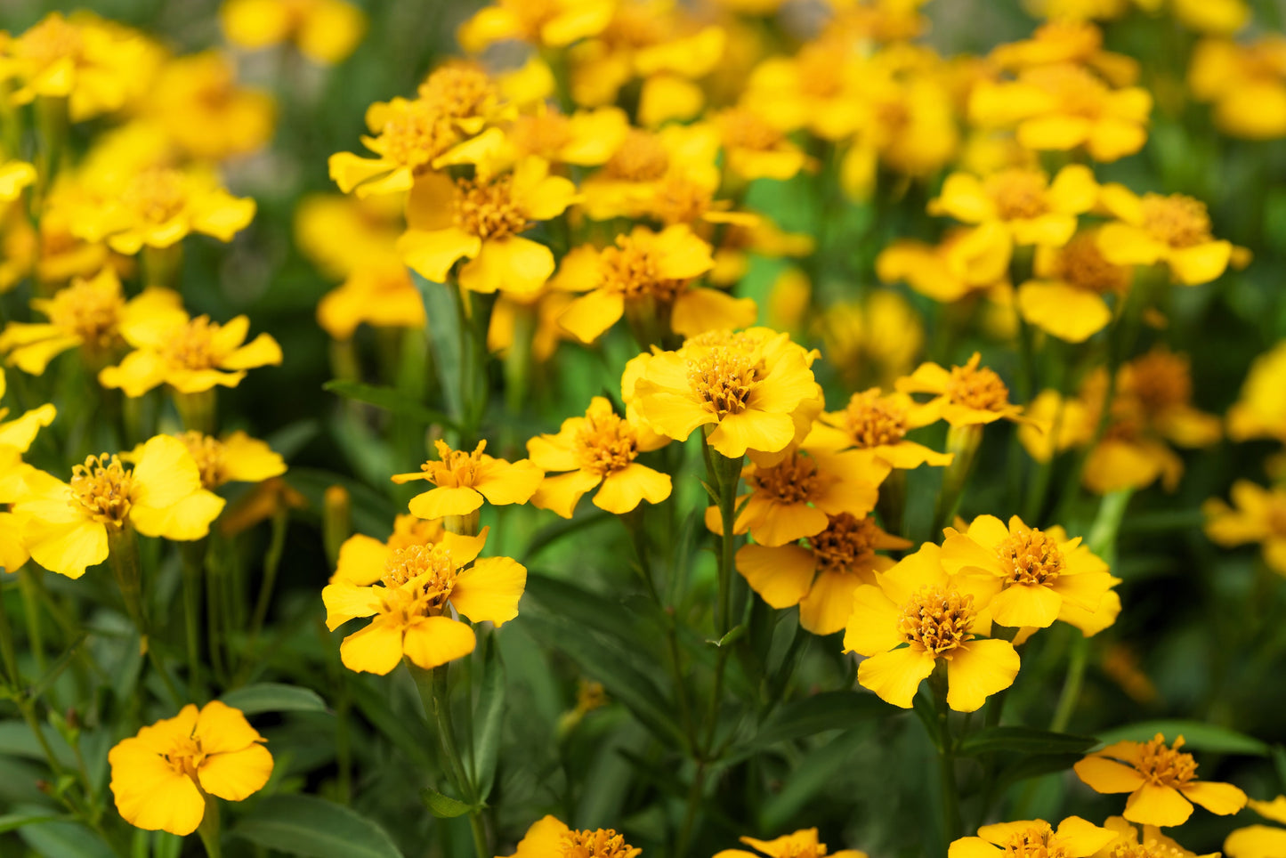 300 MEXICAN Mint MARIGOLD Spanish Tarragon Tagetes Lucida Flower Herb Seeds