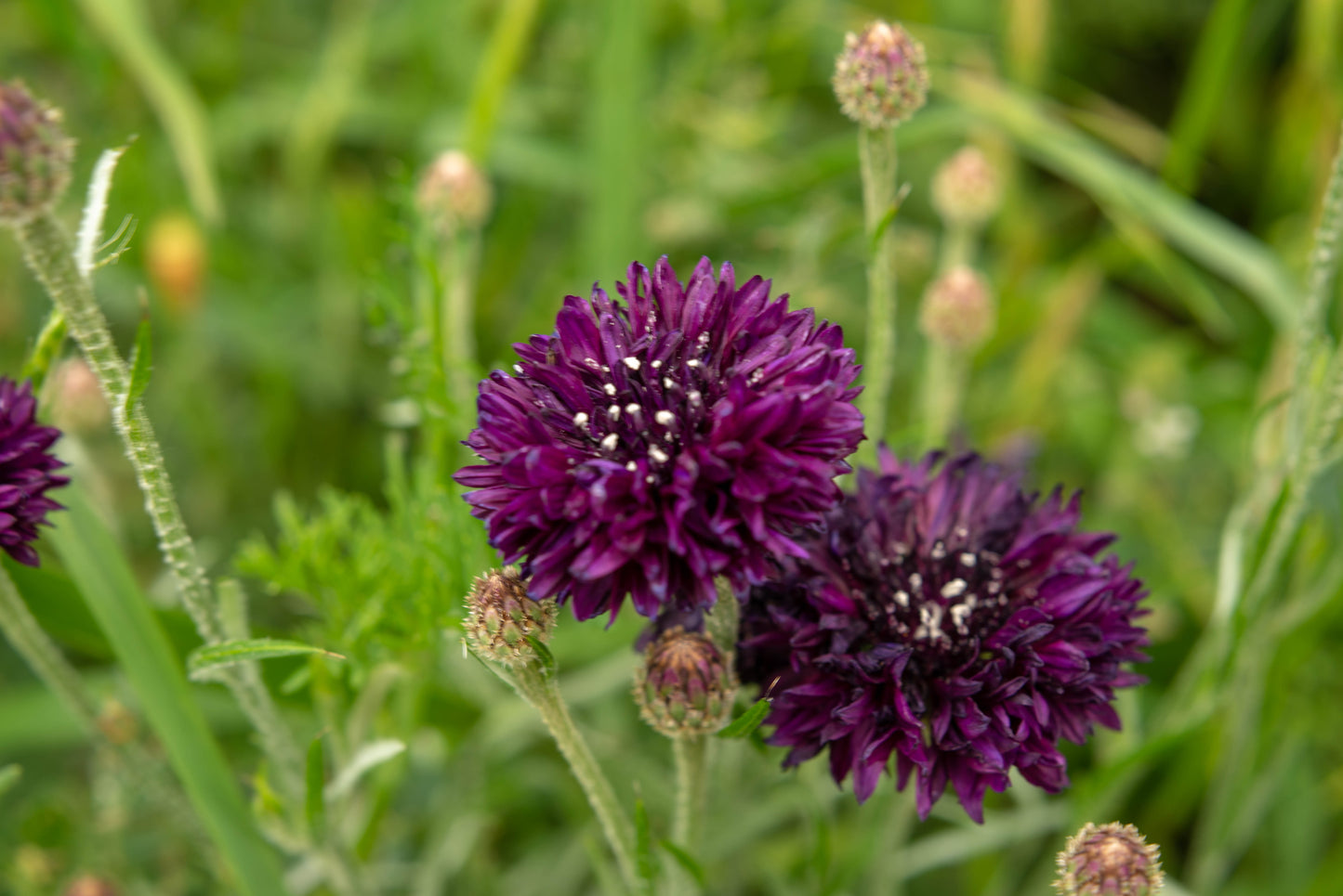 25 Black Garnet BACHELOR'S BUTTON / CORNFLOWER Centaurea Cyanus Flower Seeds