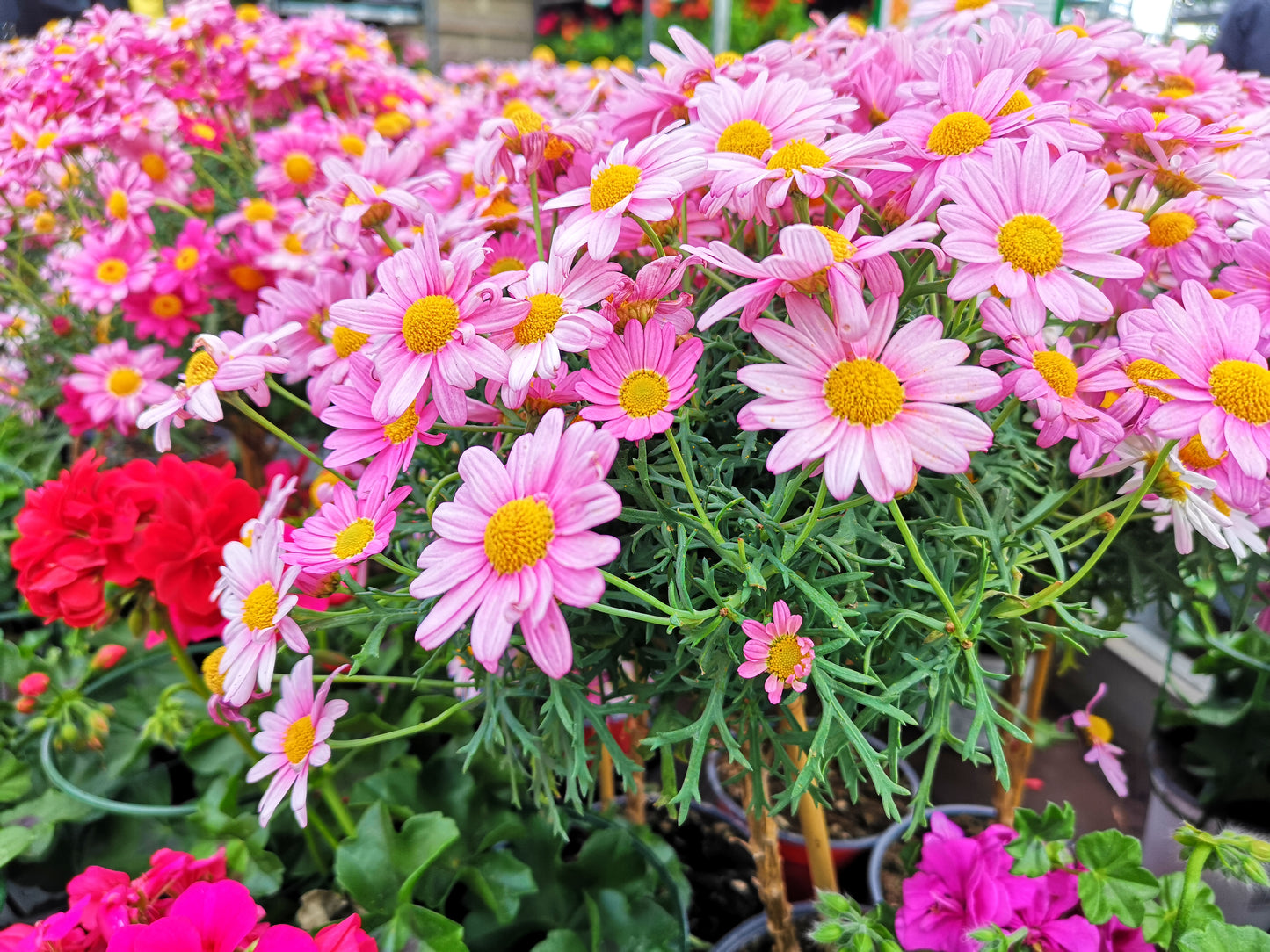 100 Rose PINK ROBINSONS DAISY Painted Chrysanthemum Coccineum Pyrethrum Flower Seeds